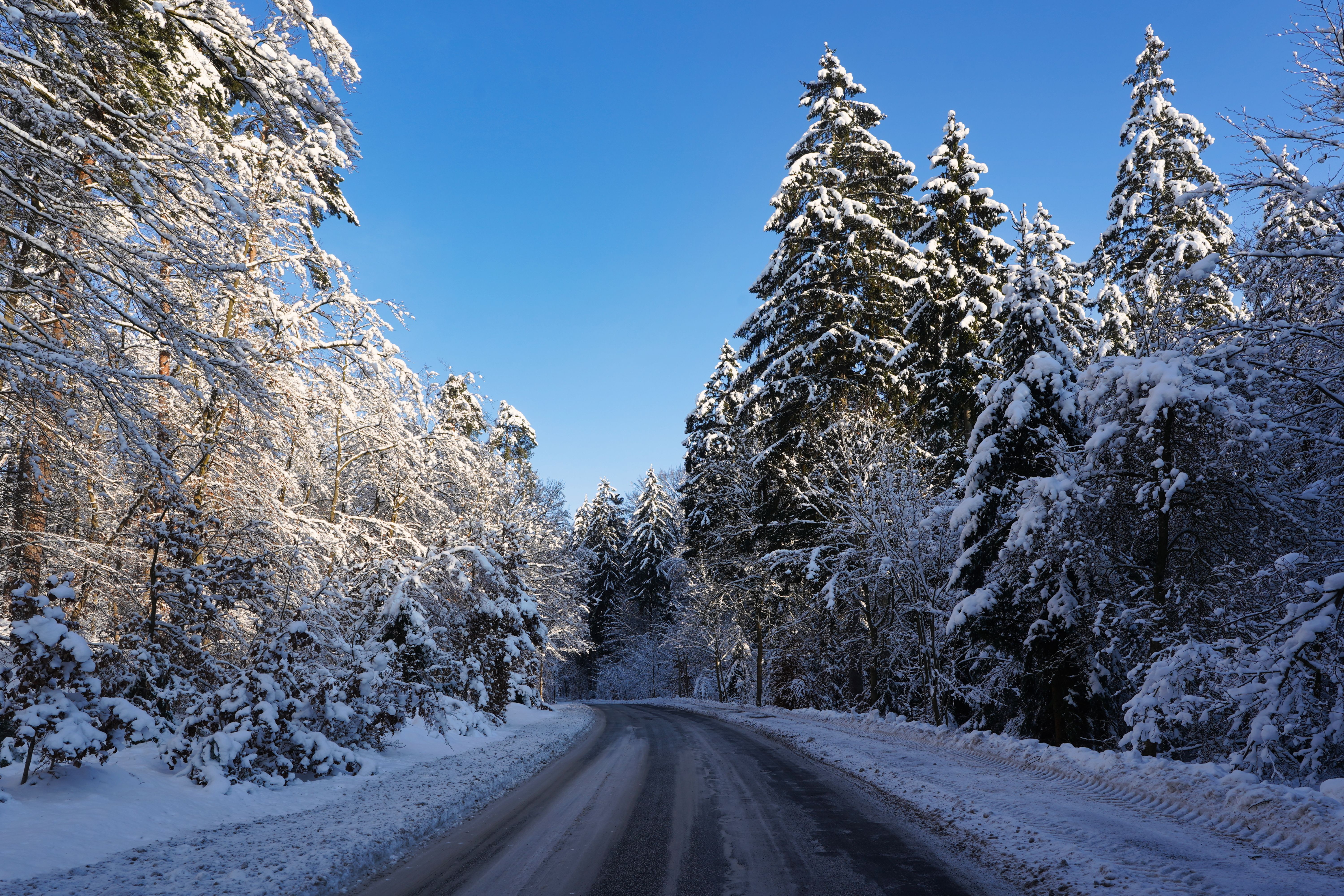 Snowy Winter Road in Geesthacht Forest · Free Stock Photo
