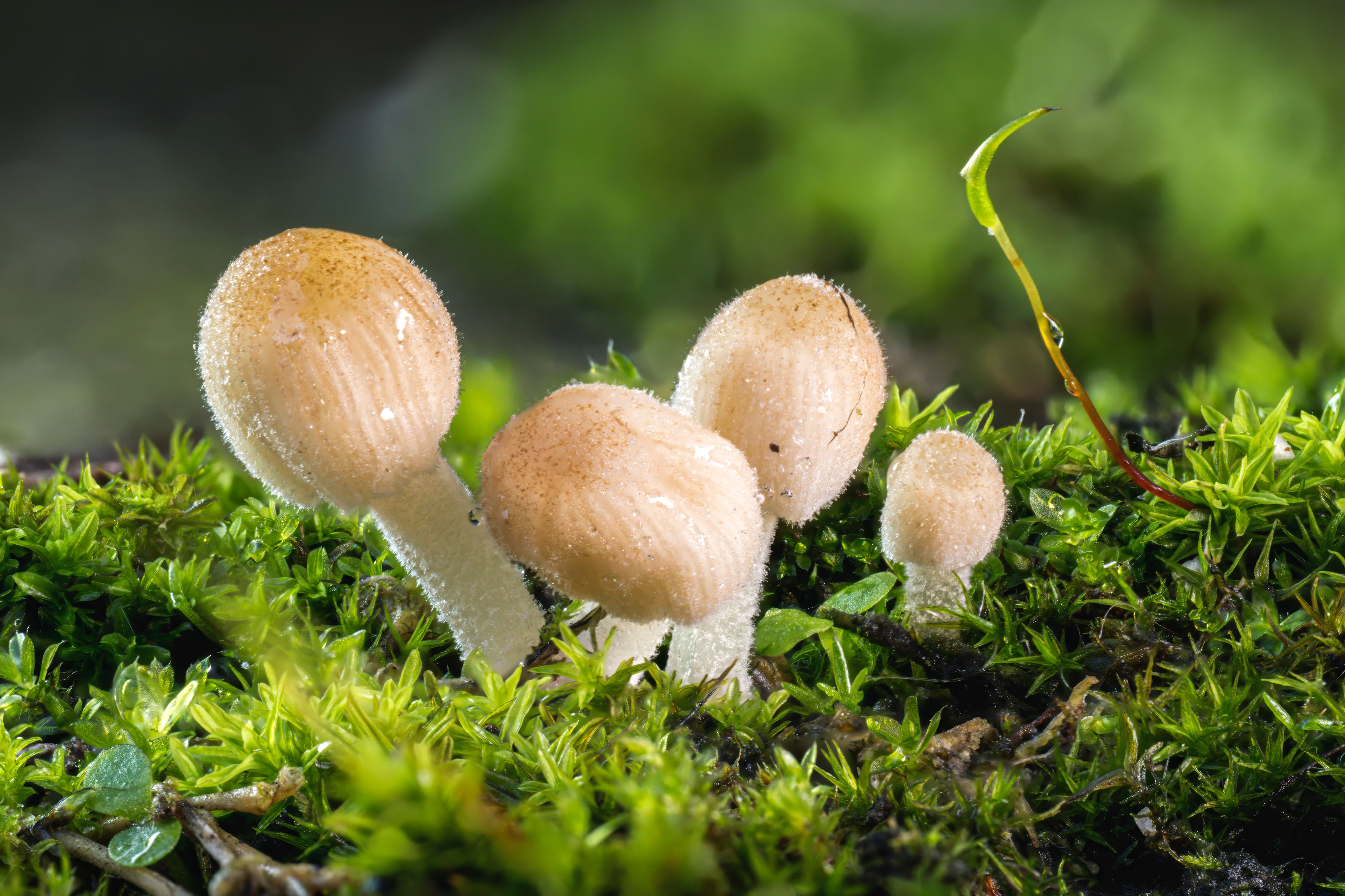 Hongos Cubiertos De Rocío Que Crecen En Un Exuberante Musgo Verde ...