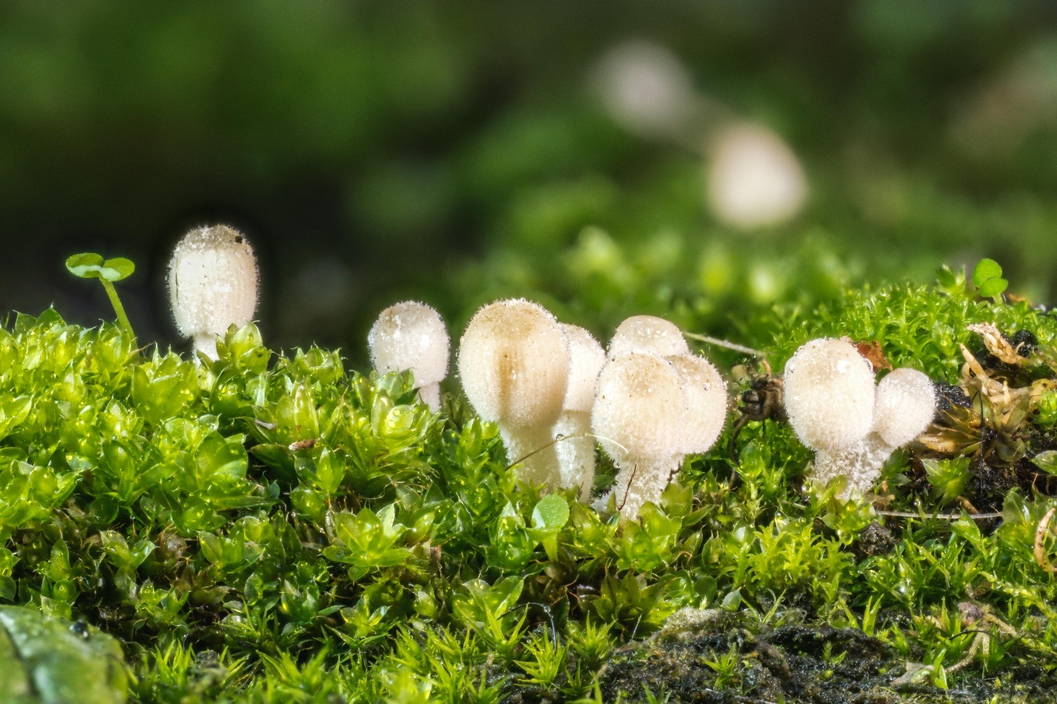 Detailed macro shot of small white mushrooms growing among vibrant green moss.