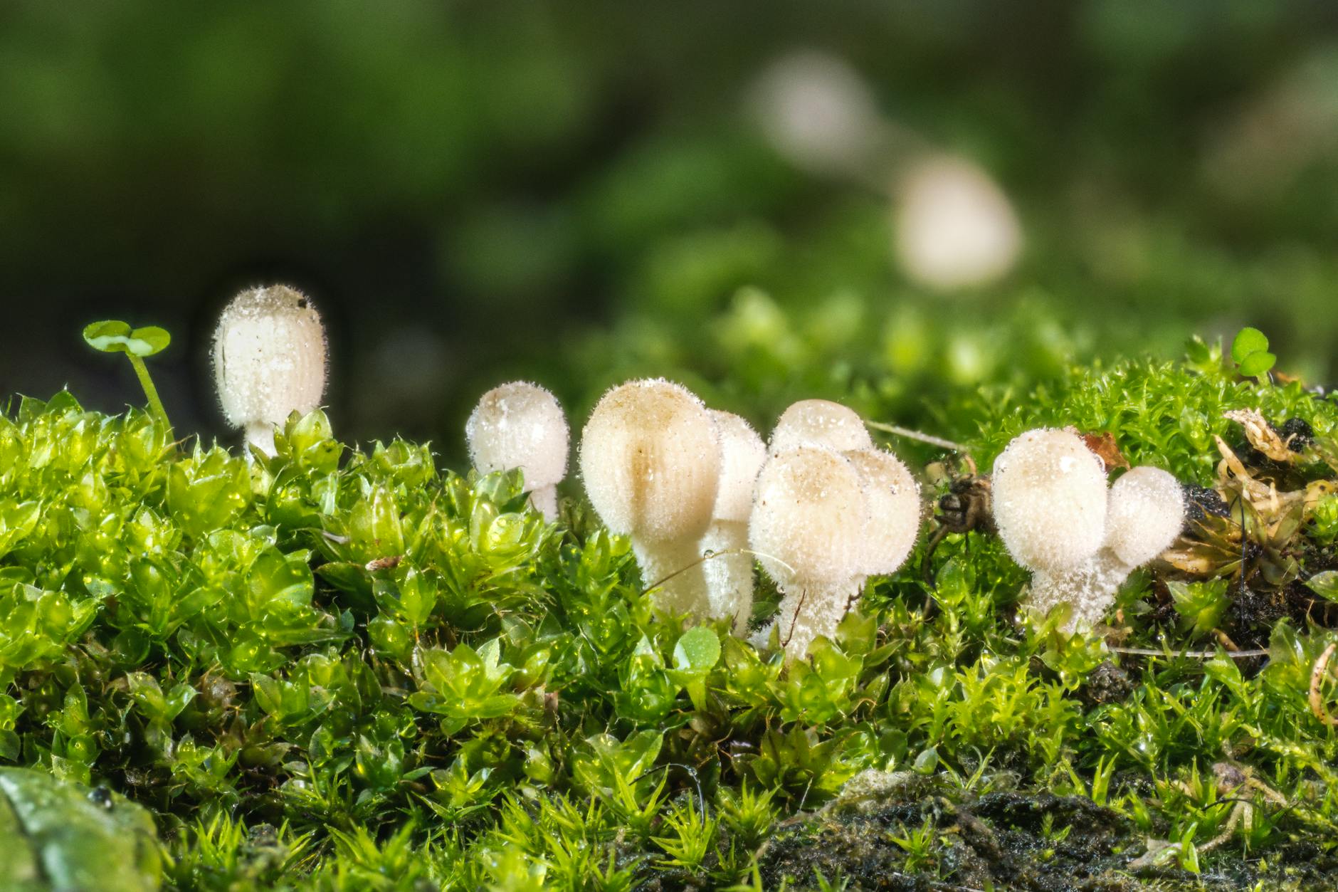 Detailed macro shot of small white mushrooms growing among vibrant green moss.