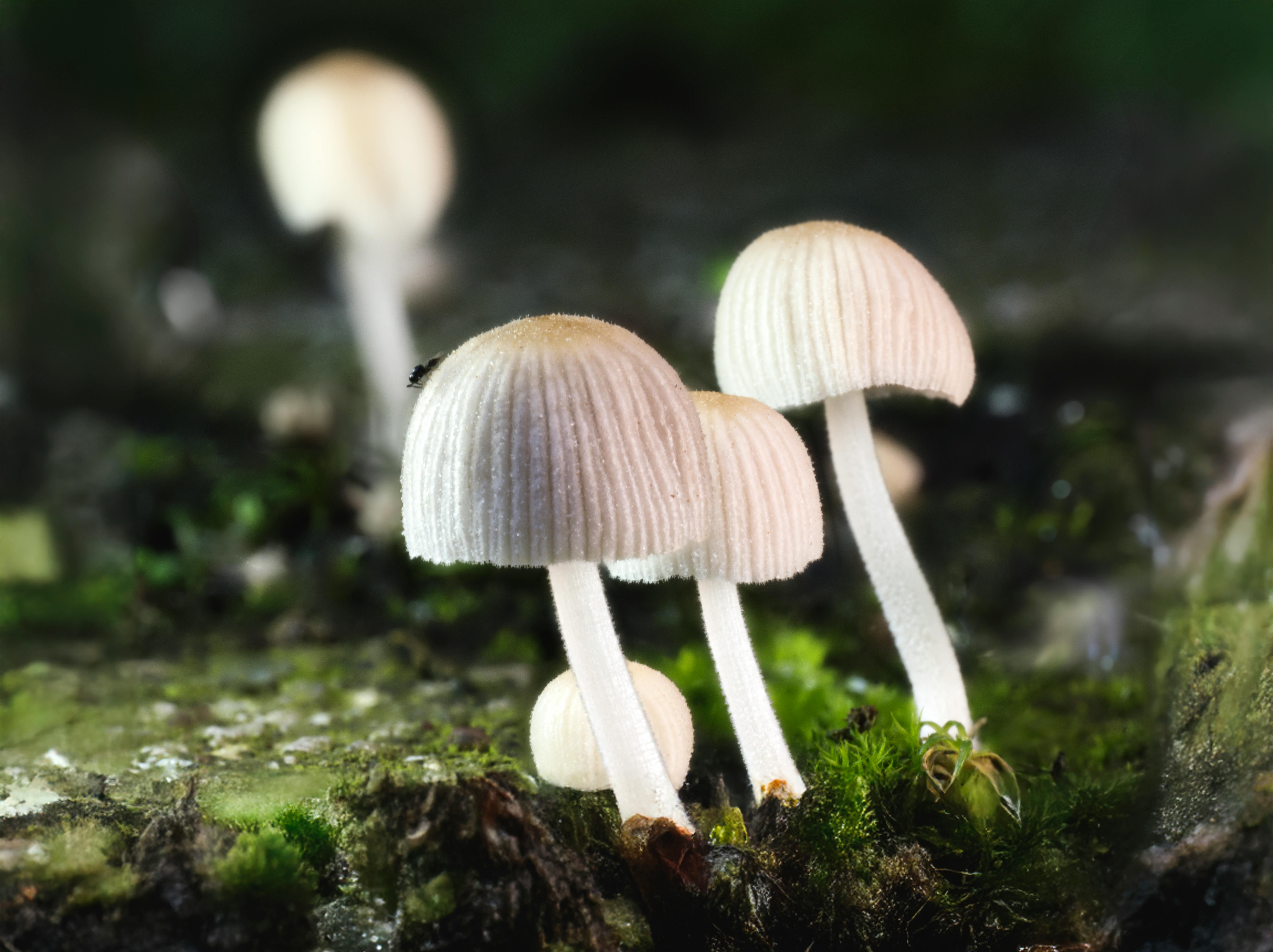 Detailed close-up of white fungi growing on mossy forest floor, creating a serene natural landscape.