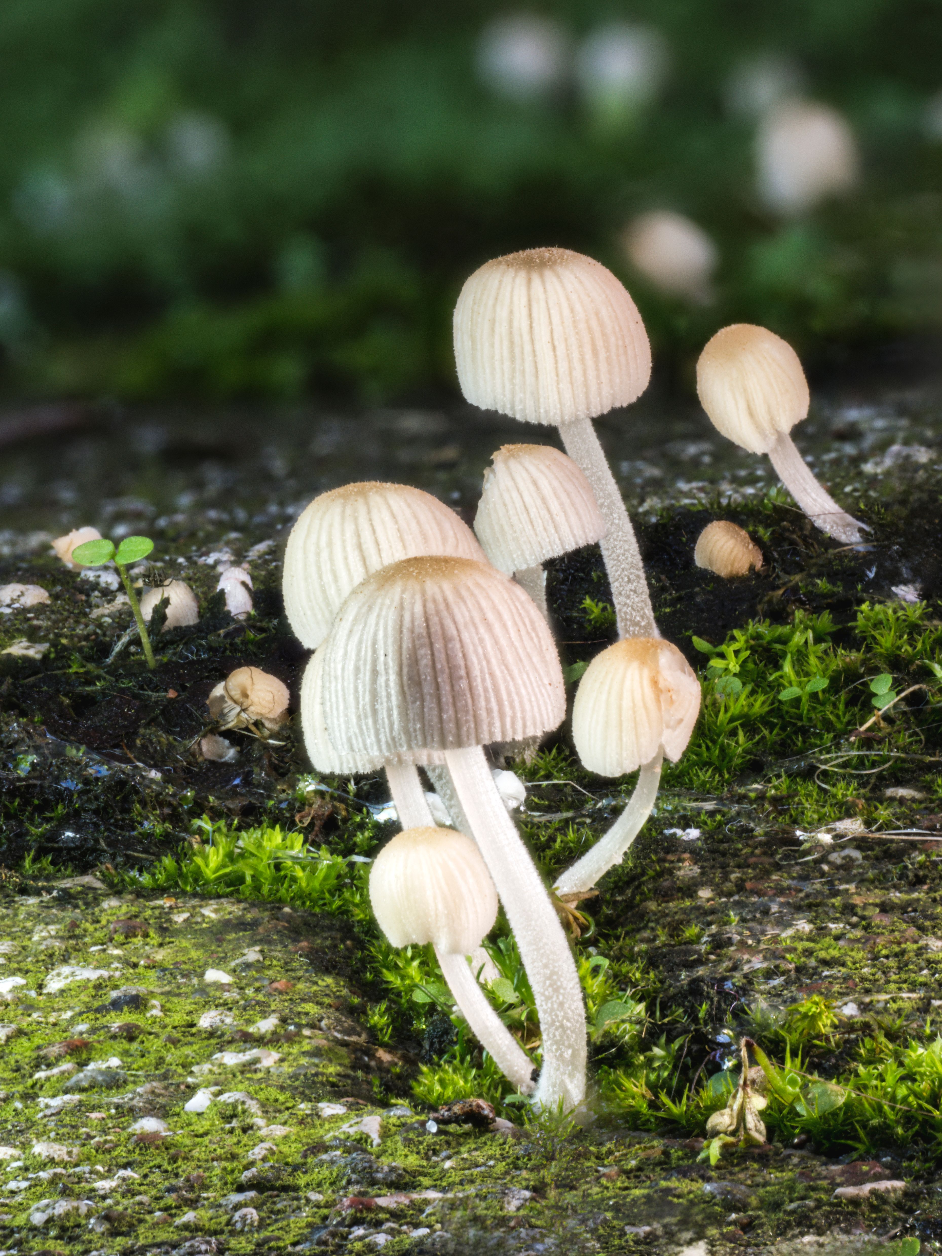 Close-up of white mushrooms growing on forest floor · Free Stock Photo