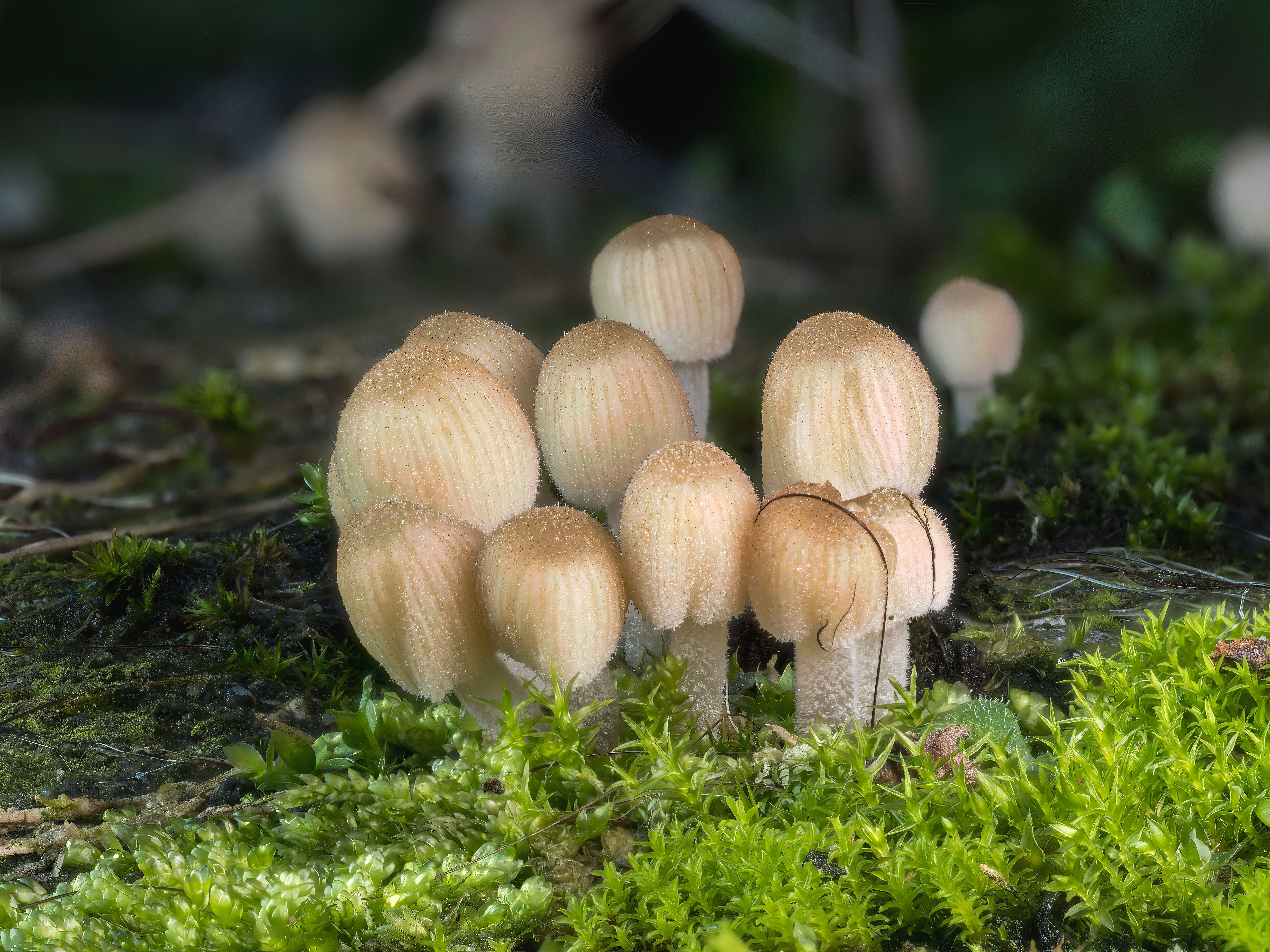 Cluster of Mushrooms Growing in Mossy Forest · Free Stock Photo