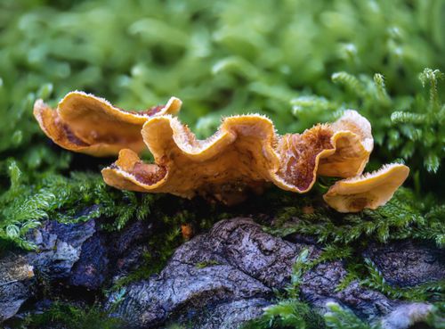Free Detailed image of fungi growth on a mossy log in a lush forest environment. Stock Photo