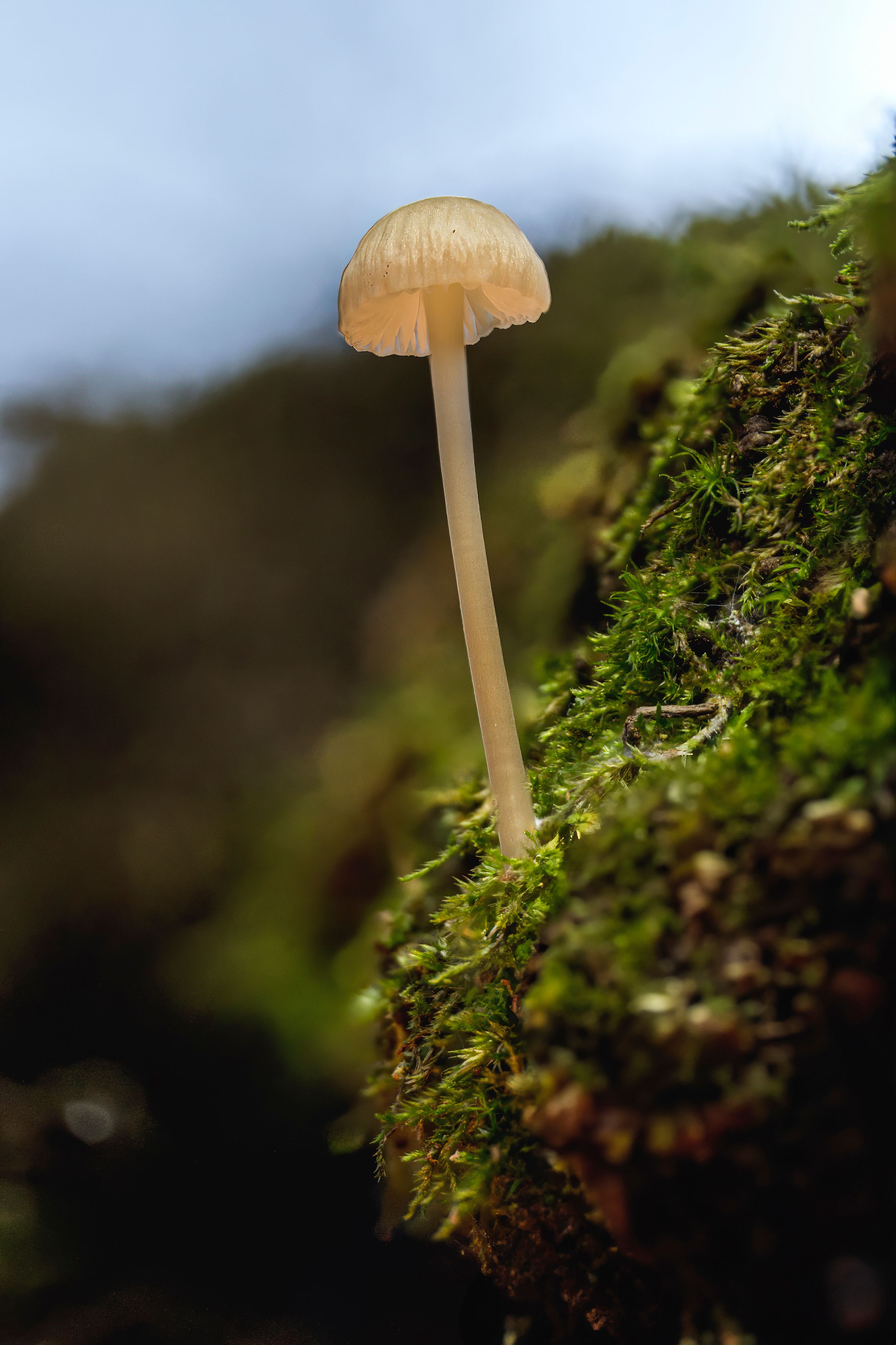 Delicados Hongos Que Crecen En Terrenos Cubiertos De Musgo · Foto de ...