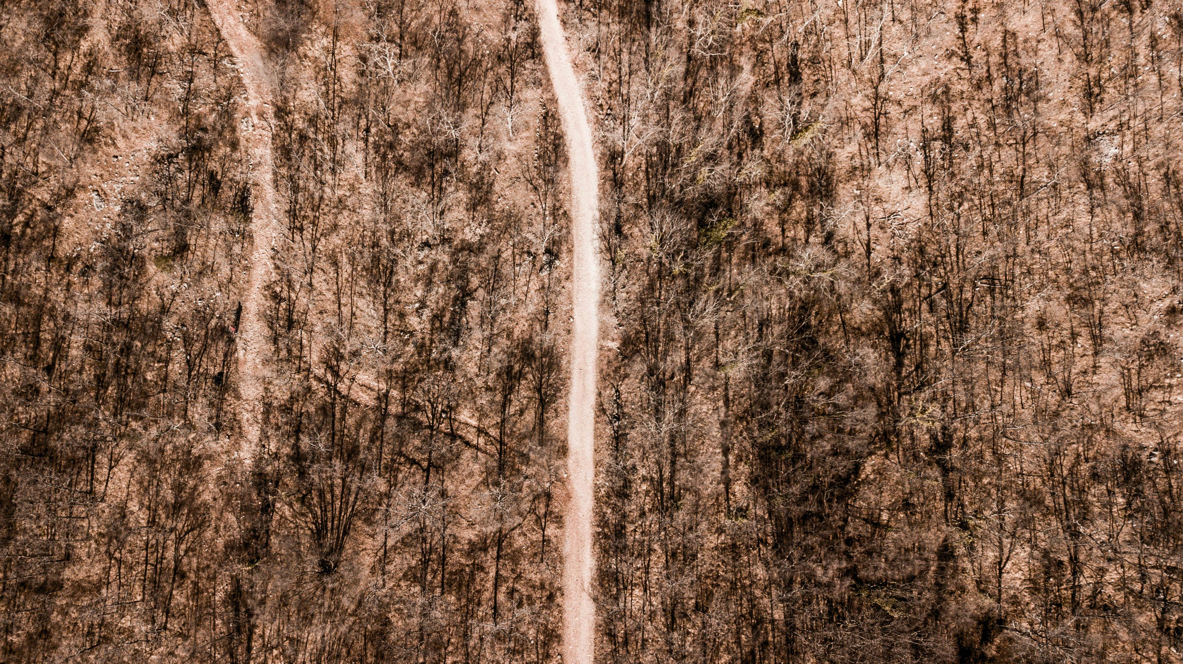Gratuit Fotografie aeriană a unei păduri sterpe cu o potecă îngustă care o străbate în timpul iernii. Fotografie de stoc