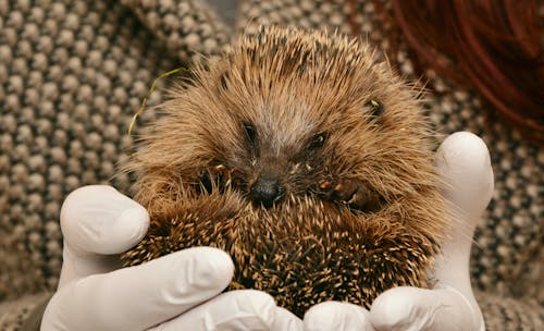 Person Holding Hedgehog