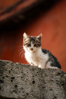 可爱的小猫坐在质朴的墙上，橙色背景，户外环境。 - 相关推荐