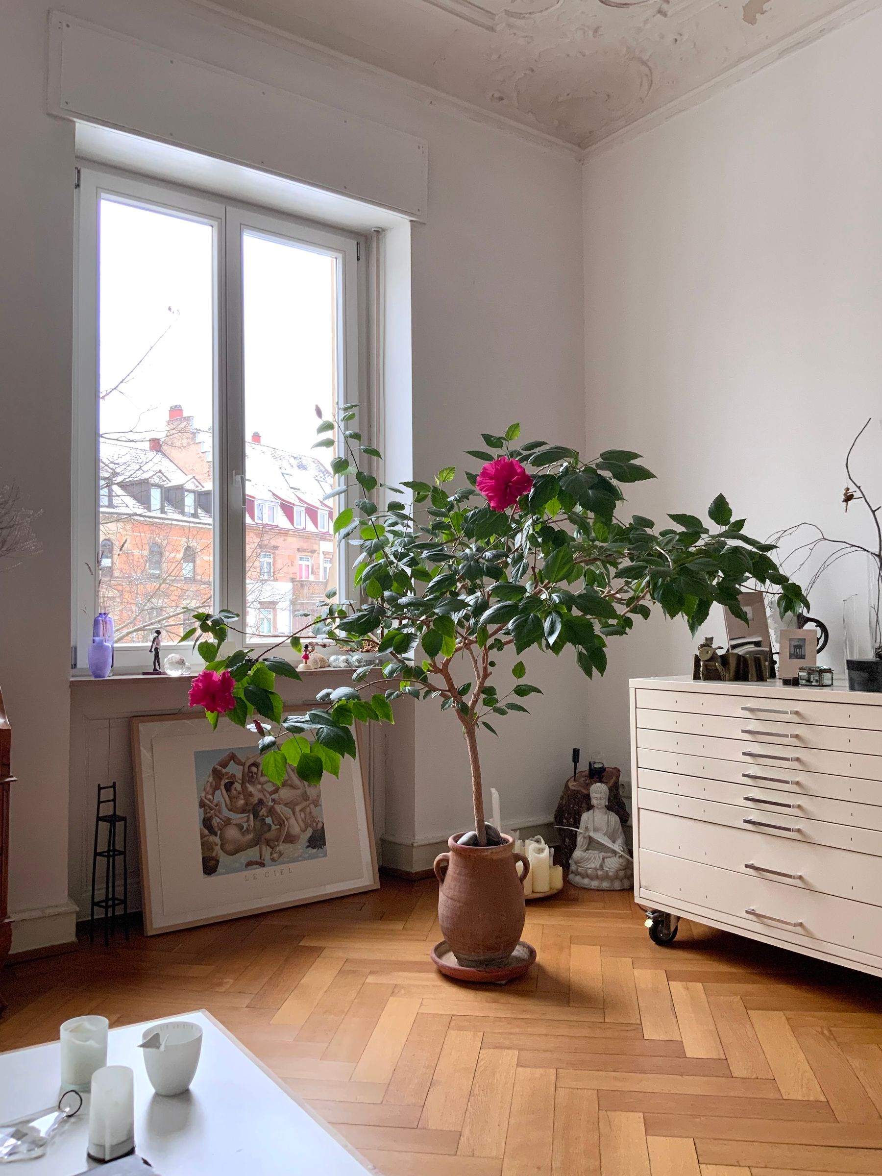 Blooming potted plant beside a bright spring window