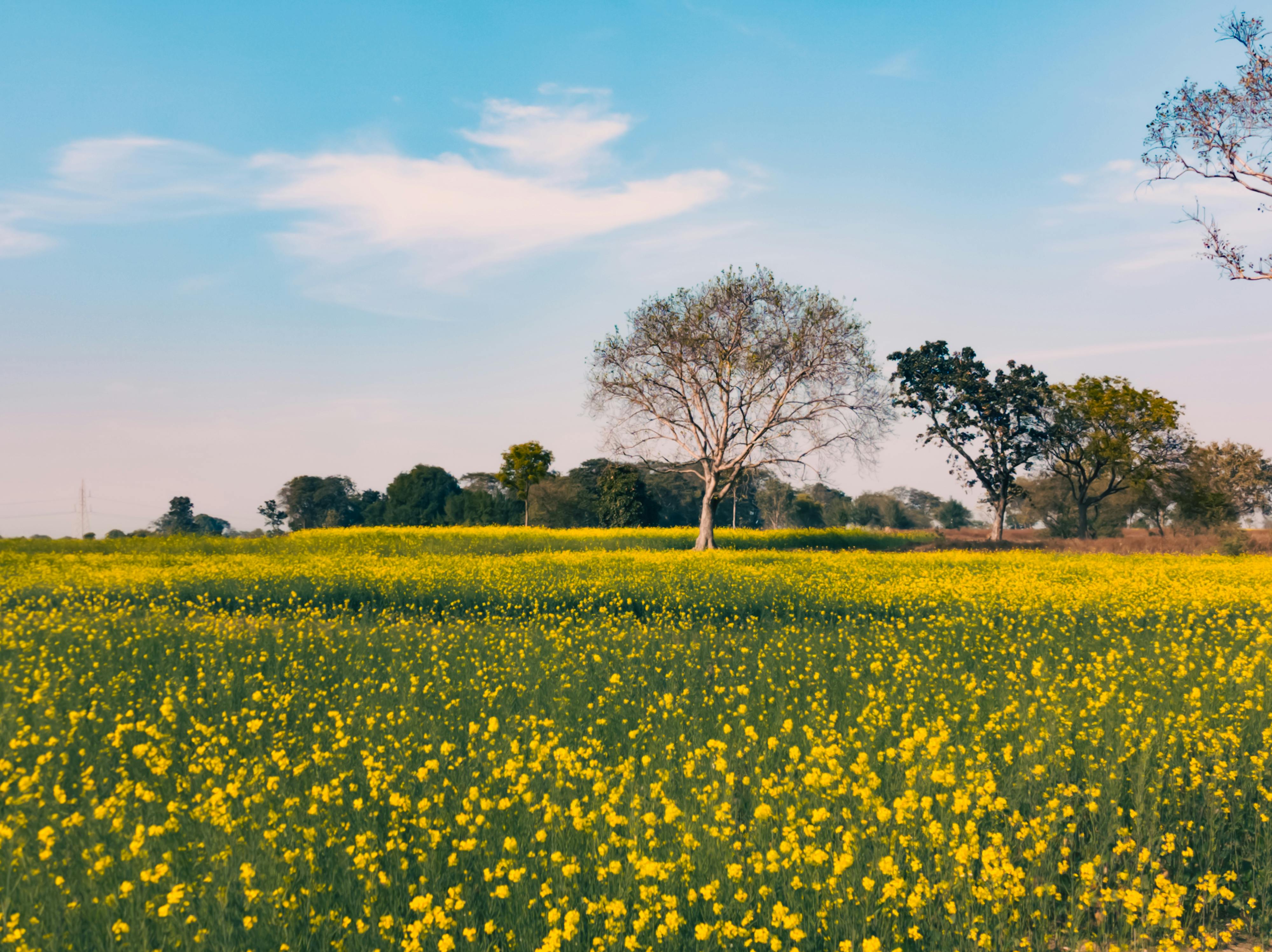 The Growth Imperative: A C-Suite Guide to Engineering Exponential Business Velocity