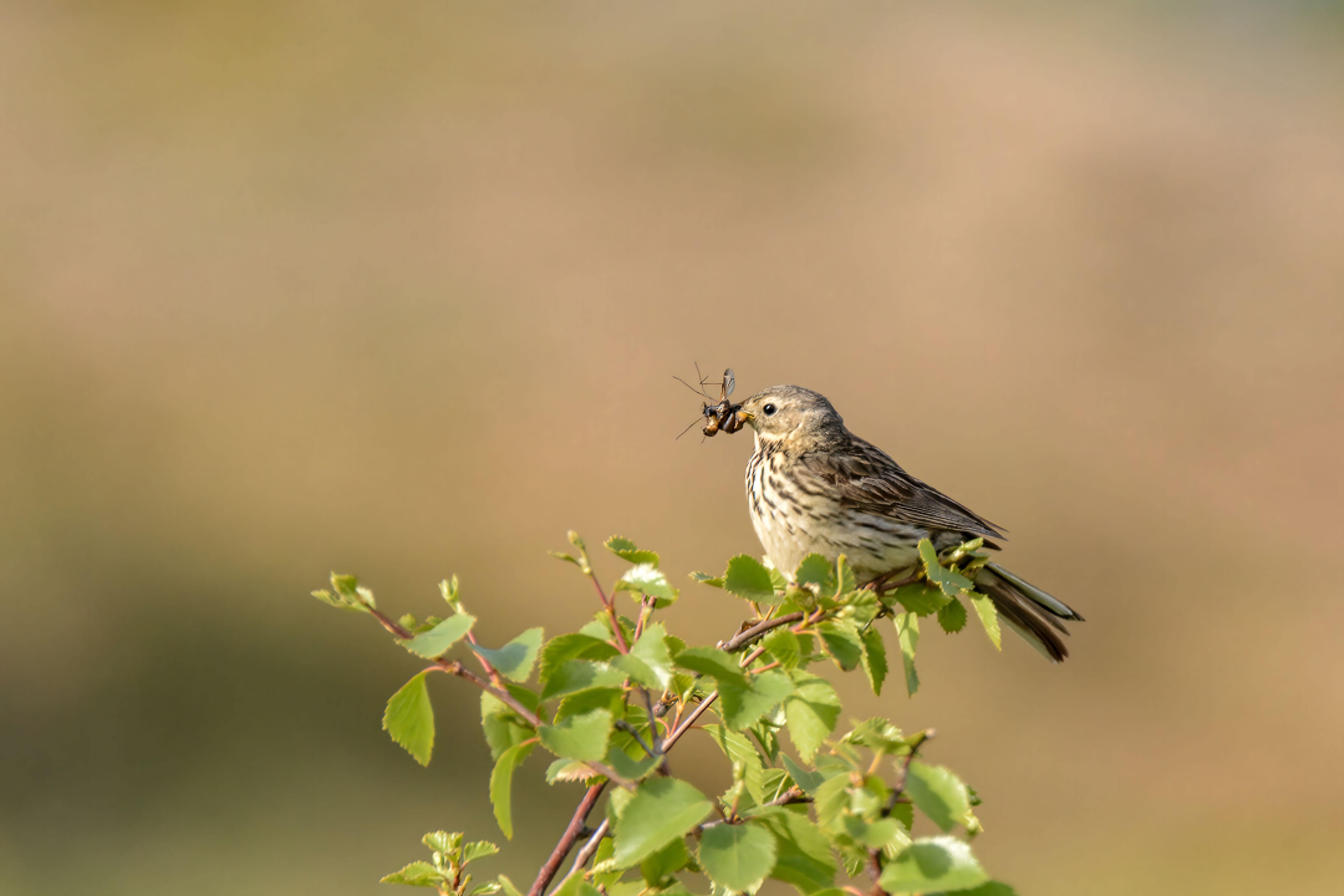 Bird with Insect in Beak on Green Shrub · Free Stock Photo