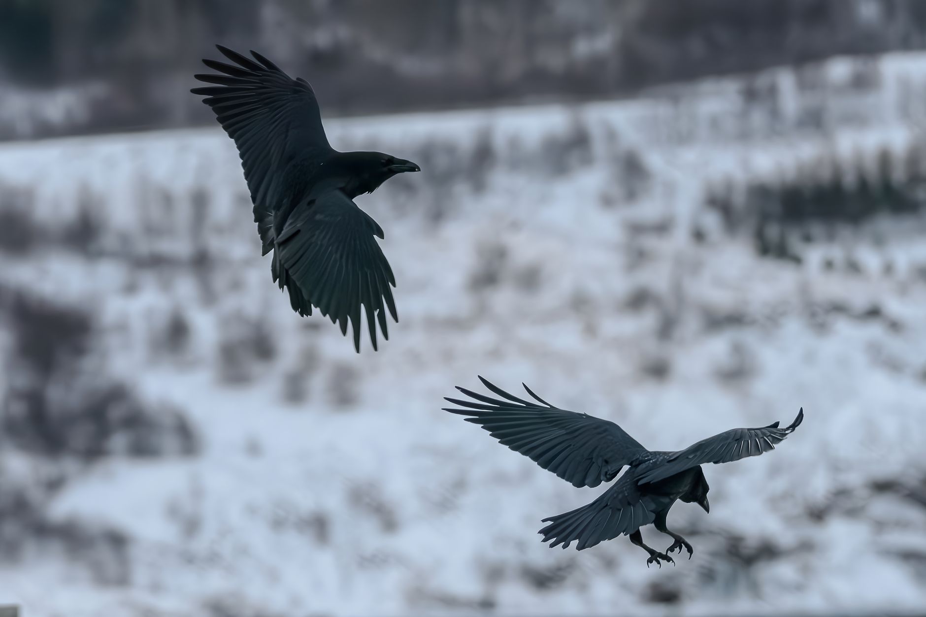 Majestic ravens flying over a wintry landscape, showcasing grace in nature.