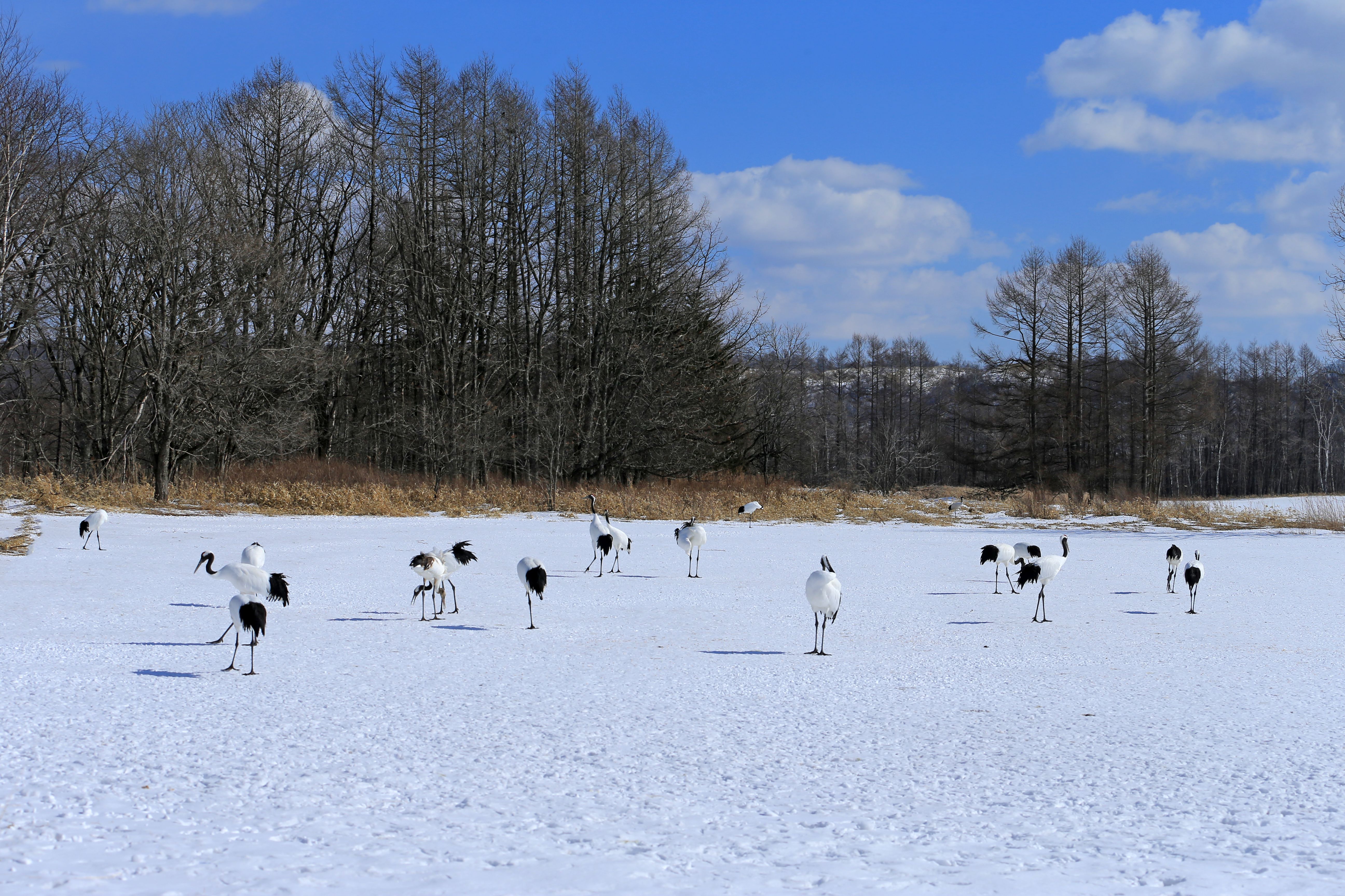 Red-crowned cranes on a snowy field under a clear blue sky, winter scene.