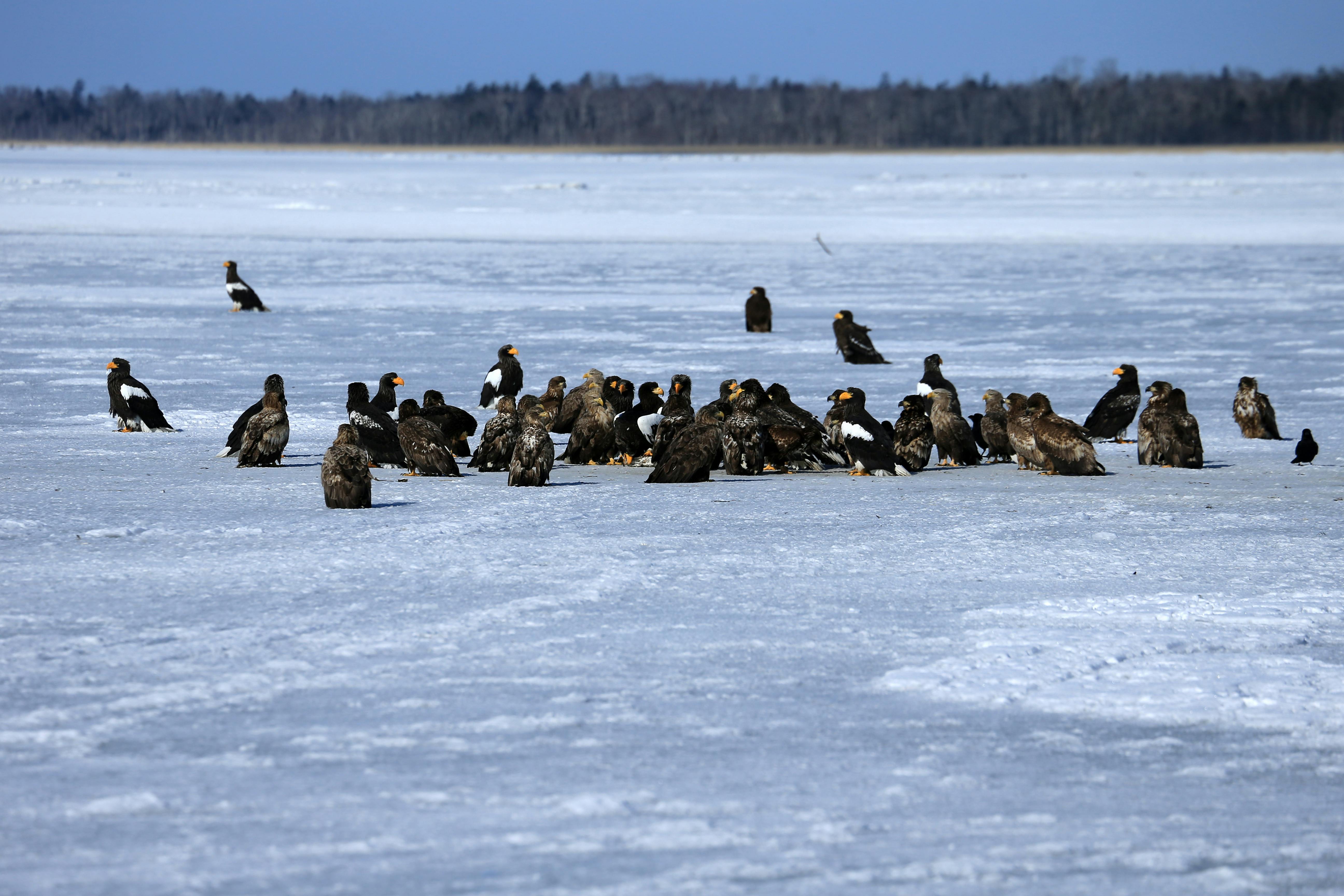 trump's arctic ambition: