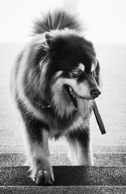 Malamute de l’Alaska