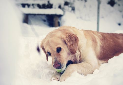 Free Golden Retriever enjoys winter snow with a ball. Perfect moment of playful joy. Stock Photo