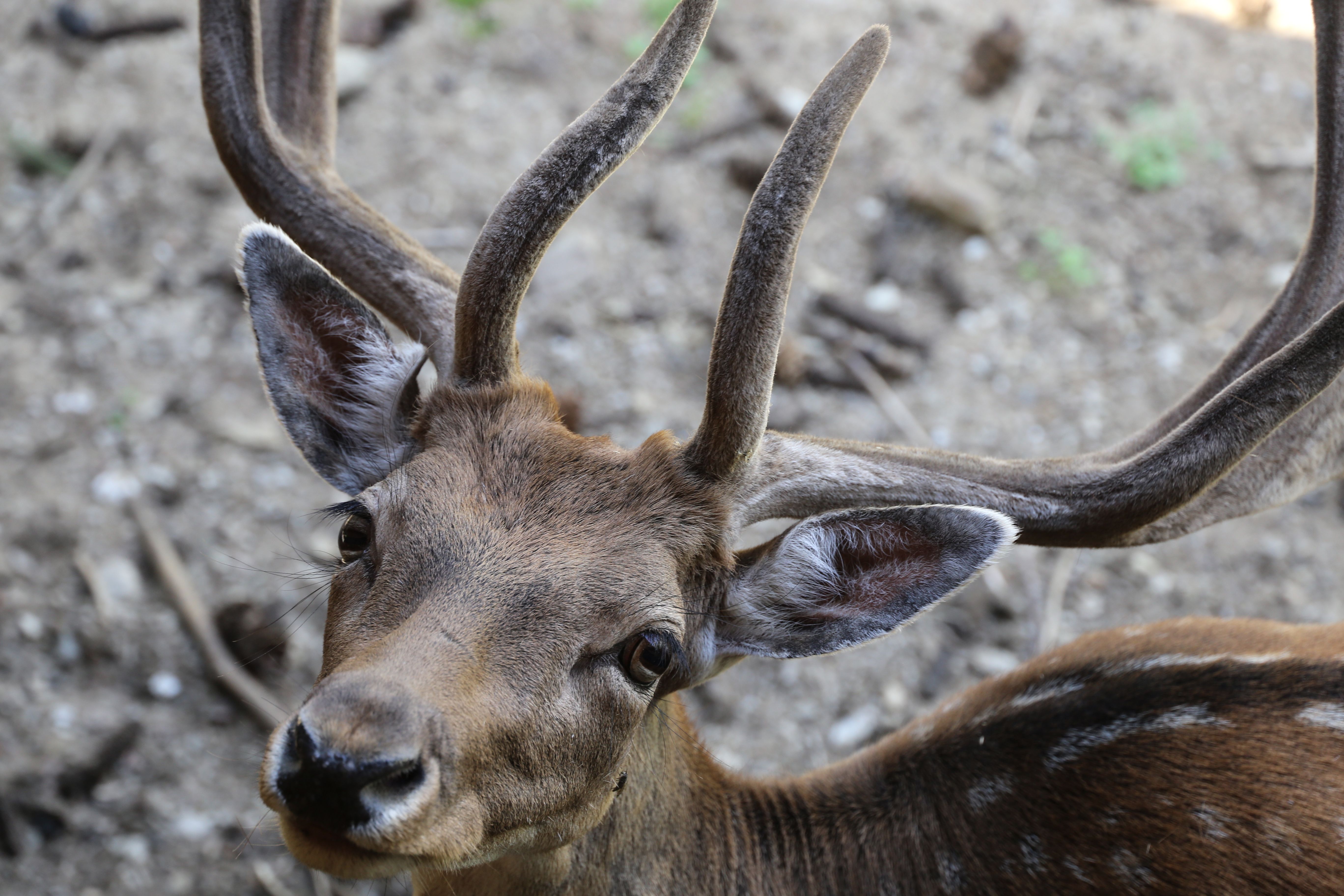 Deer