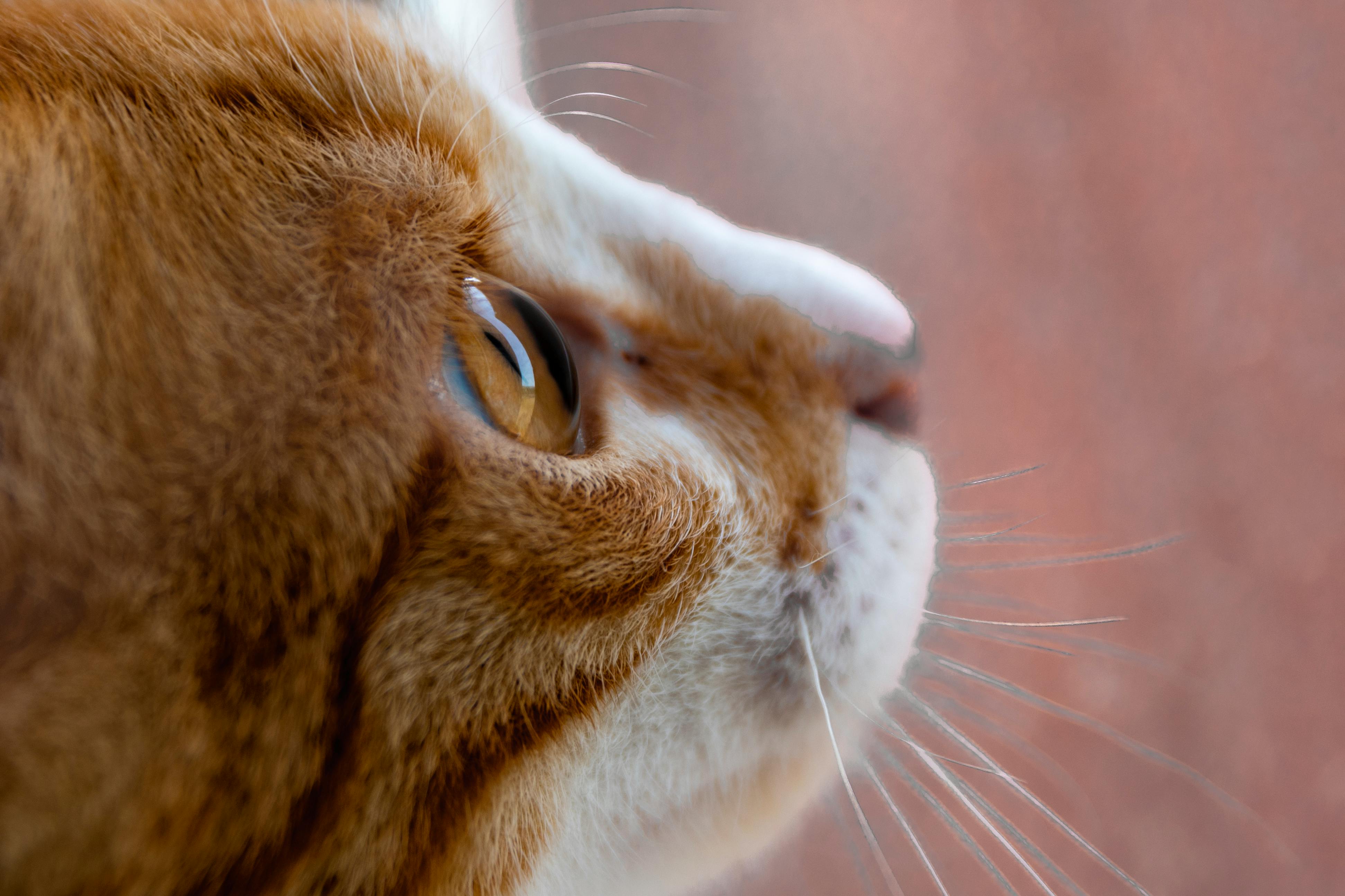 pexels-photo-35618509.jpeg?auto=compress&cs=tinysrgb&h=650&w=940