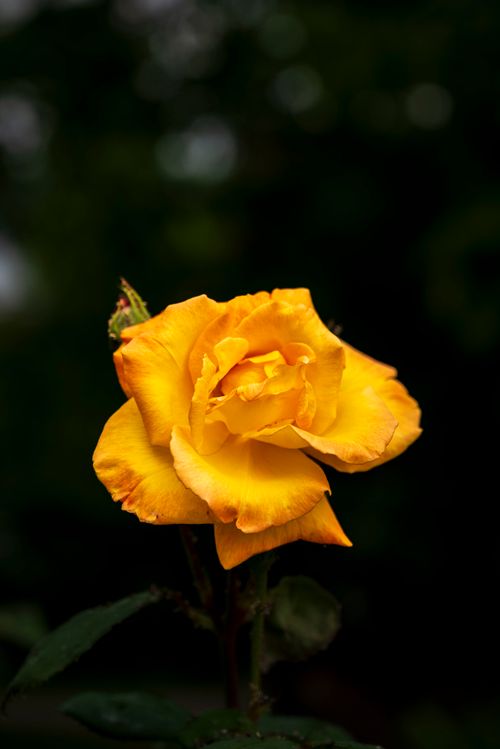 Free Close-up of a vivid yellow rose against a dark, blurred background, showcasing its natural beauty. Stock Photo