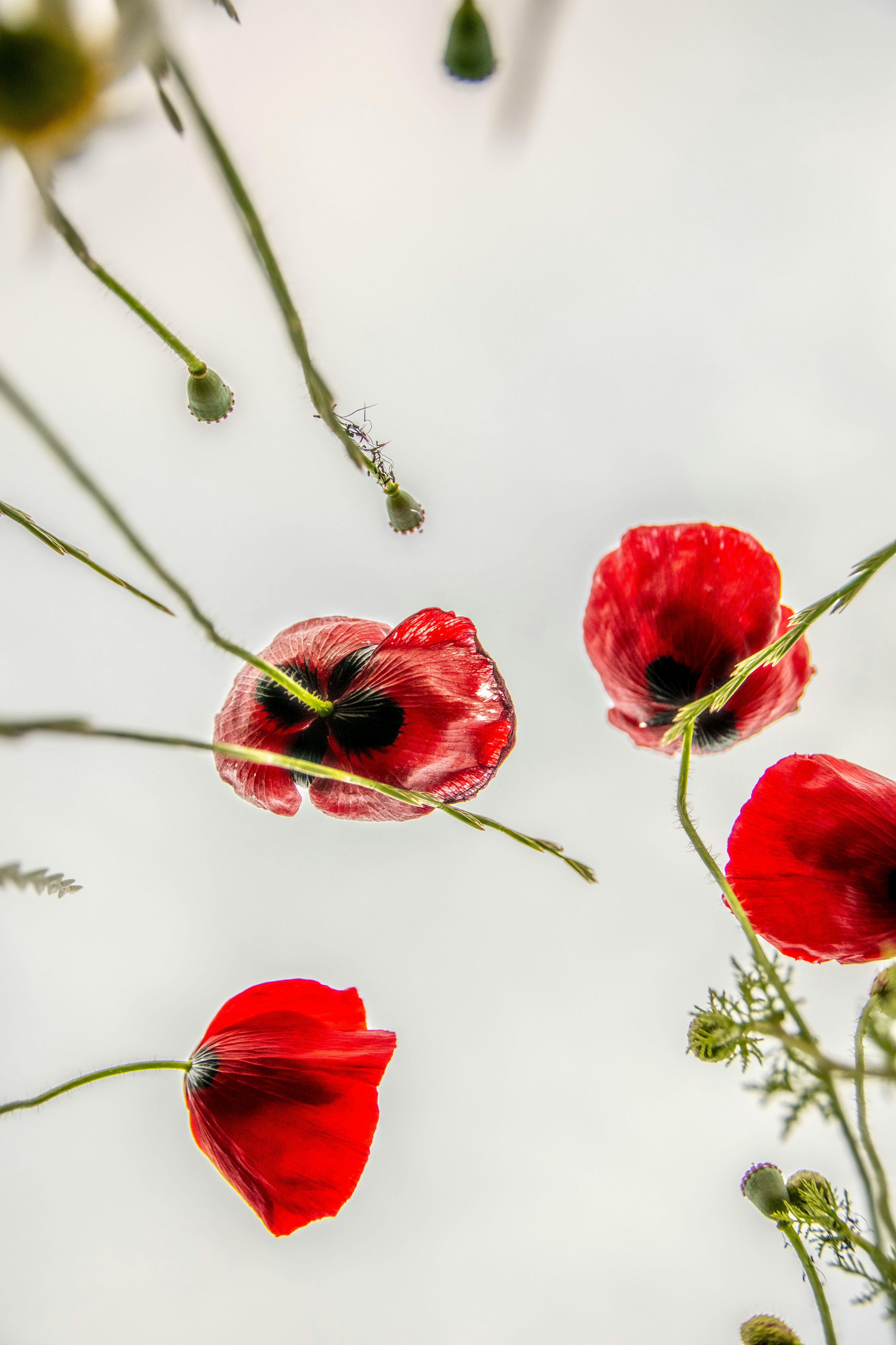 Low angle perspective of bright red poppies against a clear sky, capturing a vivid and dramatic floral scene.