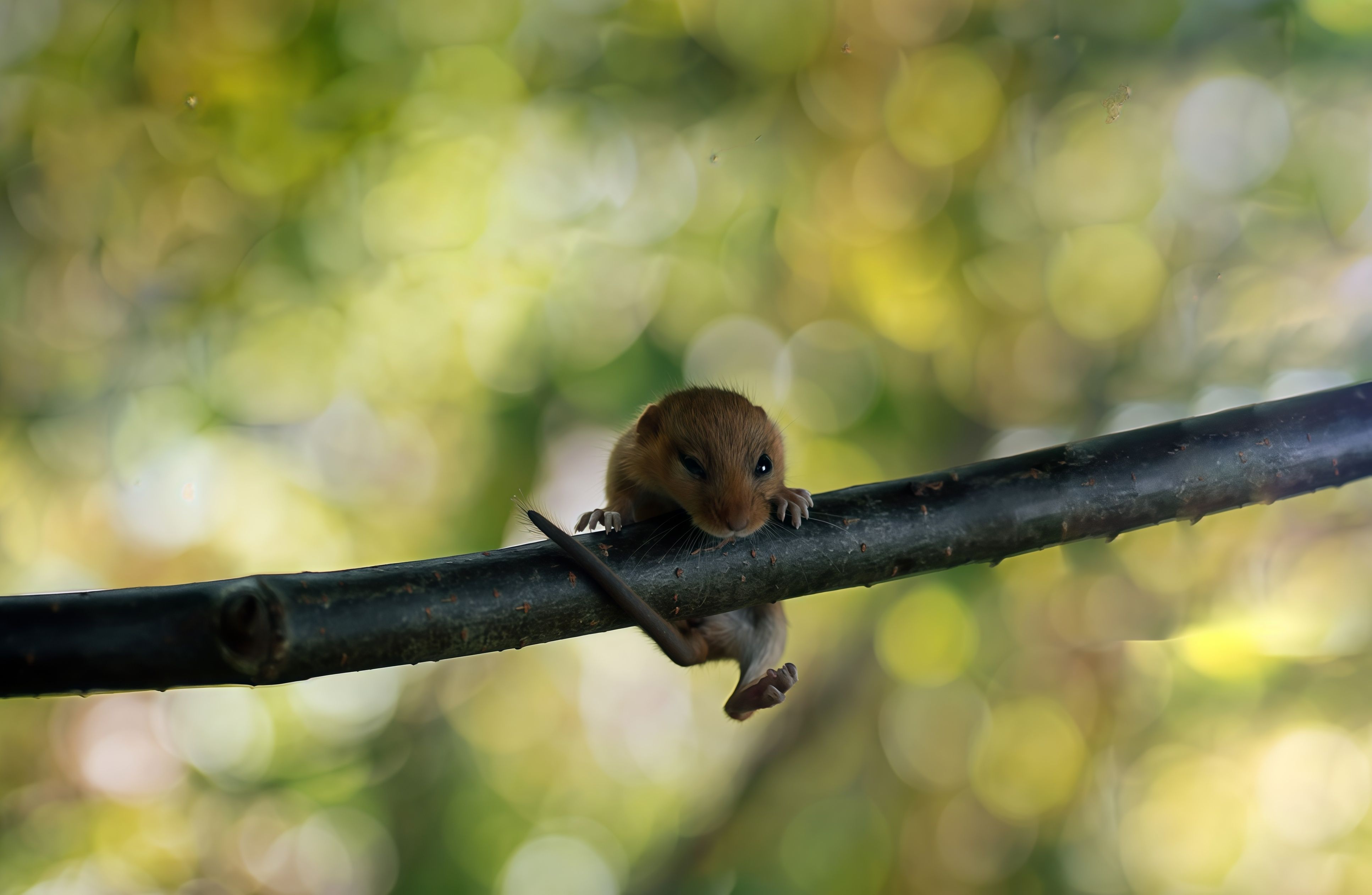 mousebalance