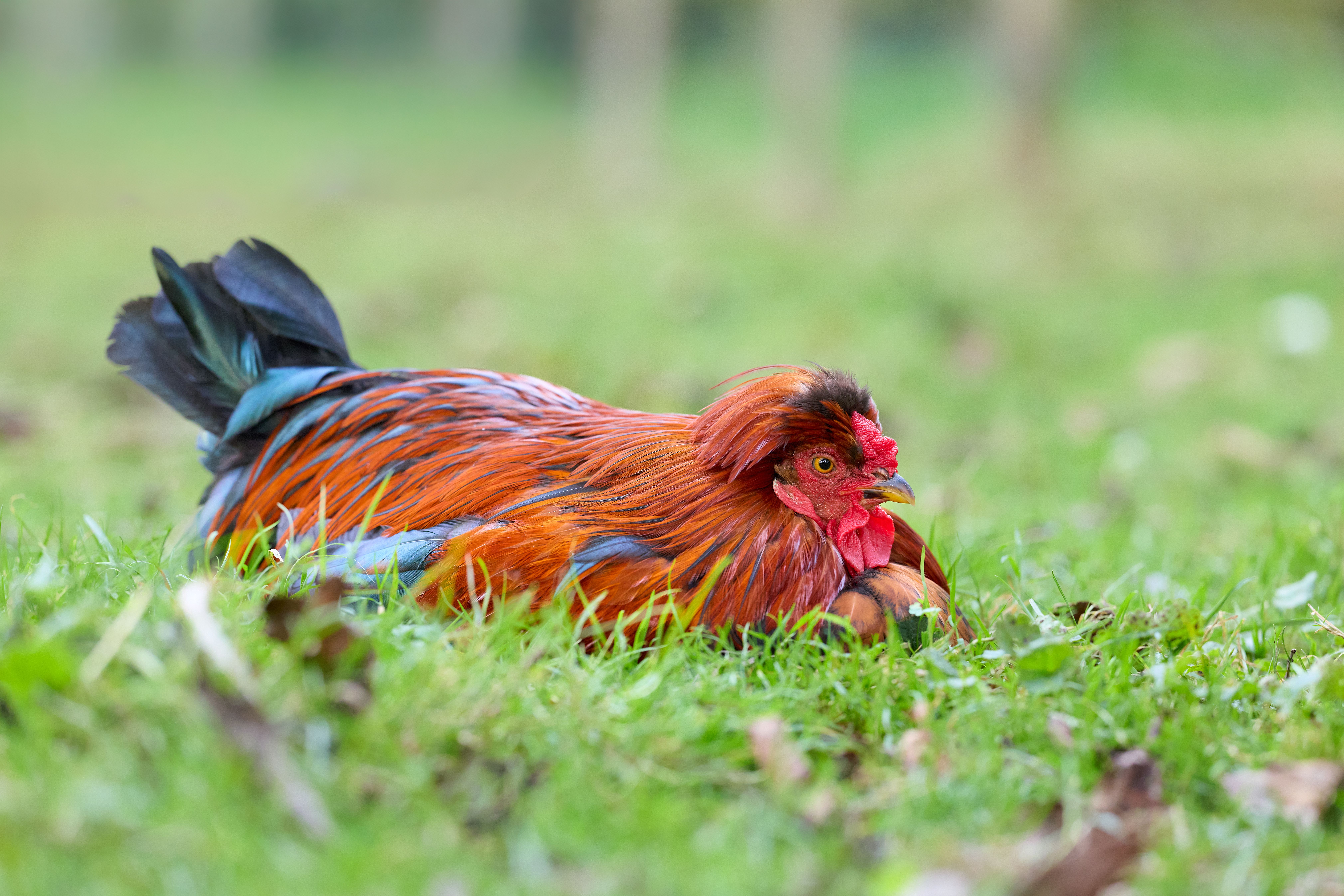 A rescued rooster resting under veterinary observation, soft bedding and numbered recovery card visible