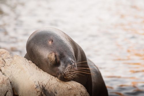 Free A tranquil sea lion resting on a rock with eyes closed, surrounded by peaceful water. Stock Photo