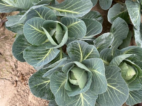 Free Top view of fresh cabbage plants with lush green leaves growing in a garden. Stock Photo