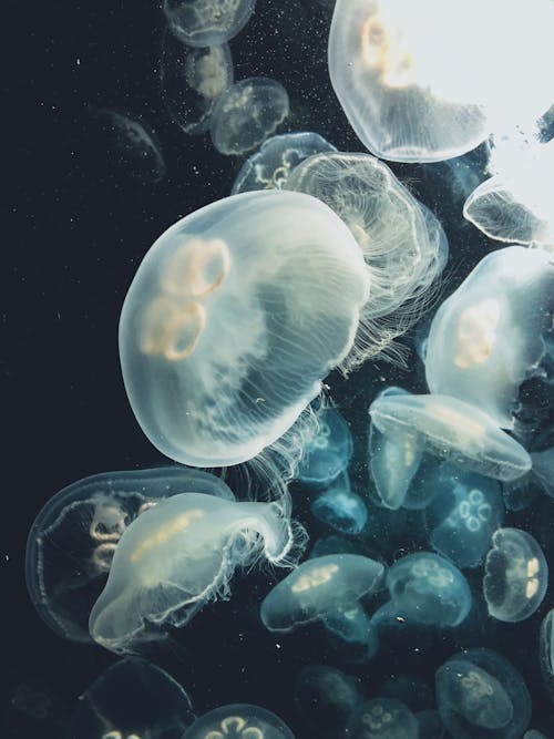 Close Up Photo of White Jellyfishes