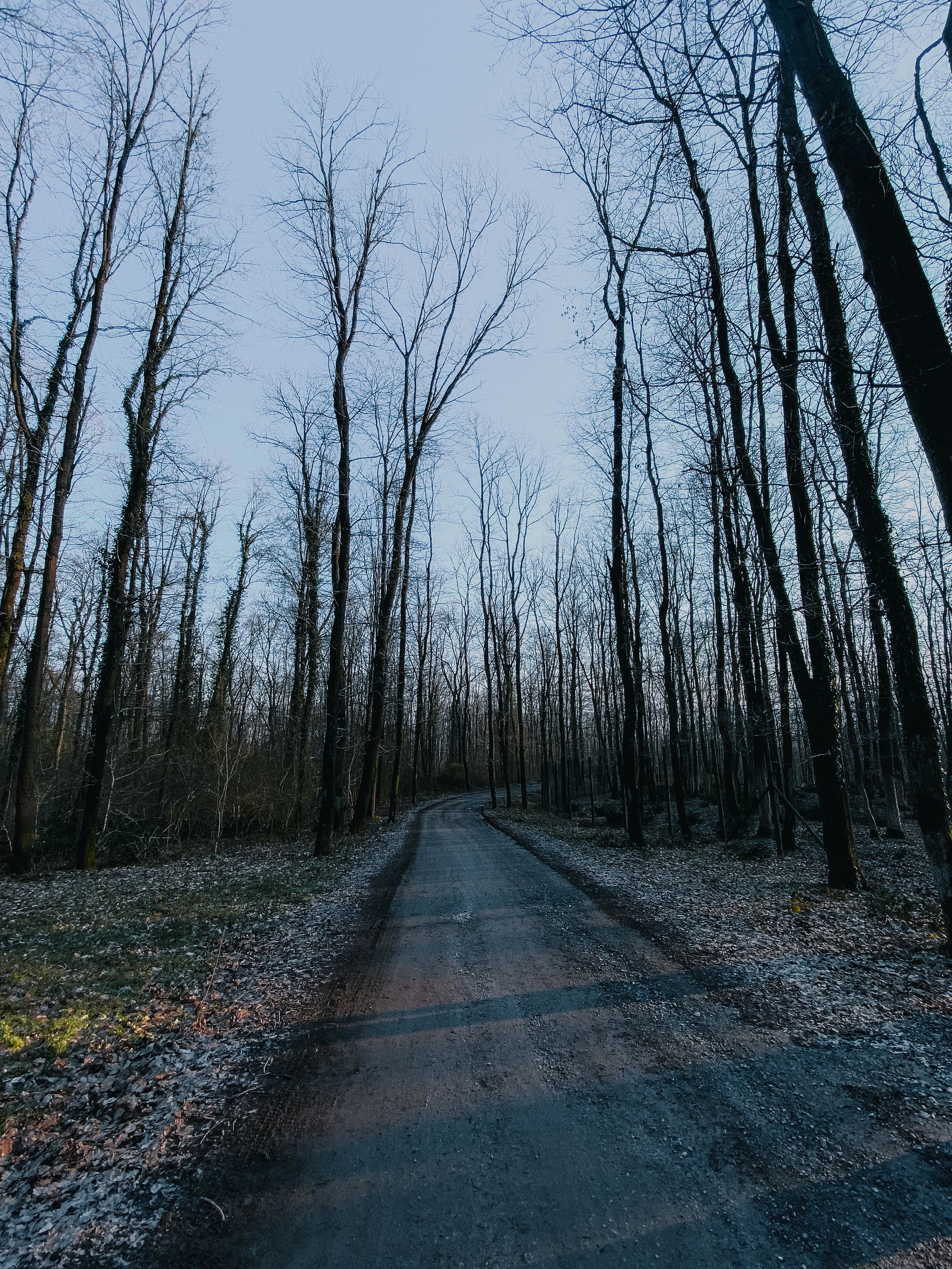 Misty Winter Road Through Bare Forest Trees · Free Stock Photo