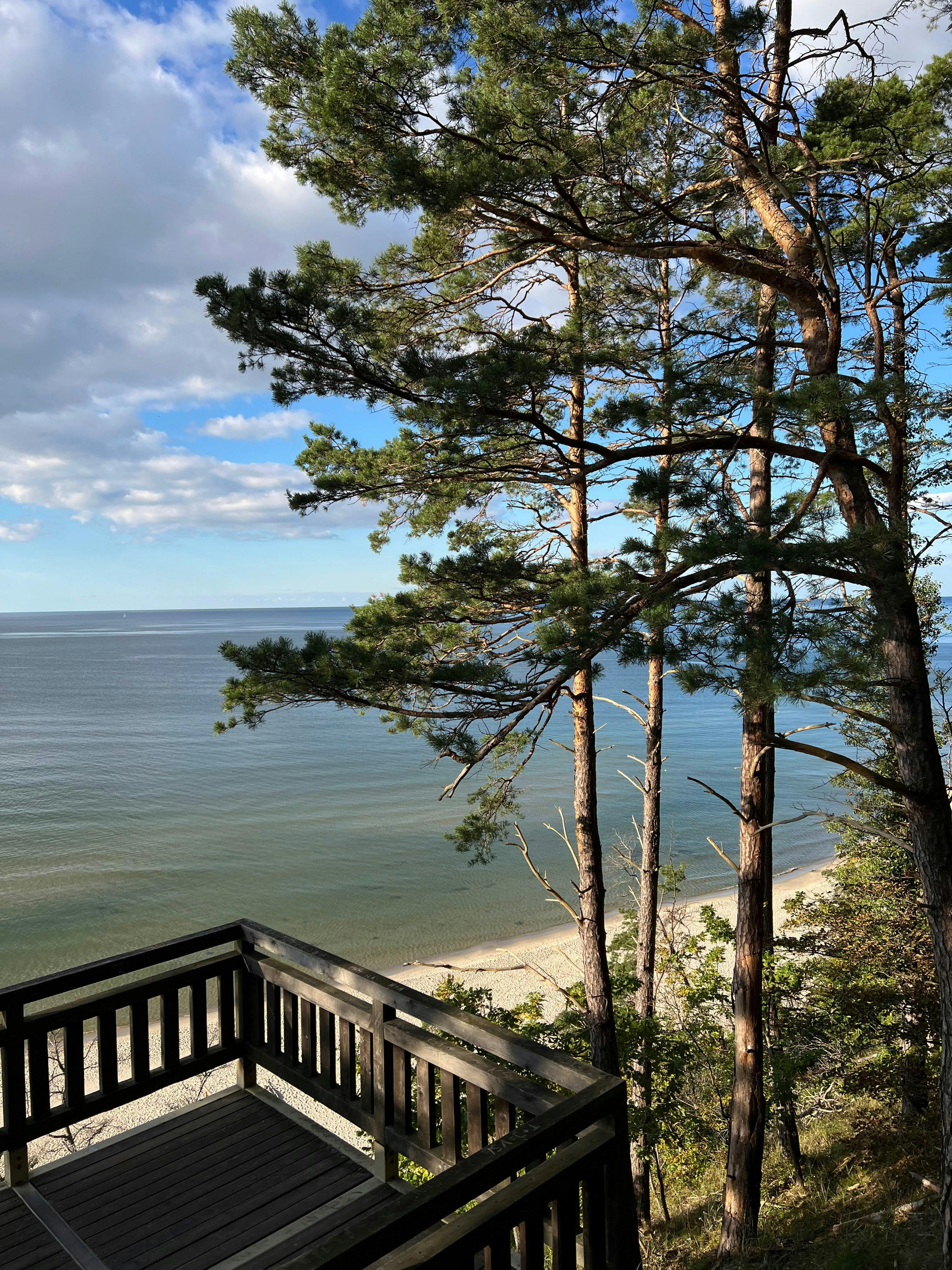 Breathtaking view of the Baltic Sea from a wooden deck with pine trees in the foreground.