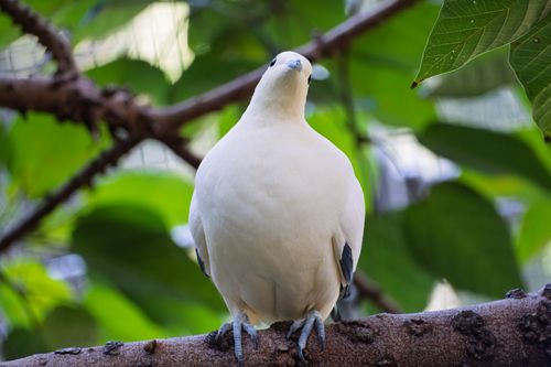 Free A serene white dove sitting on a tree branch surrounded by green leaves. Stock Photo