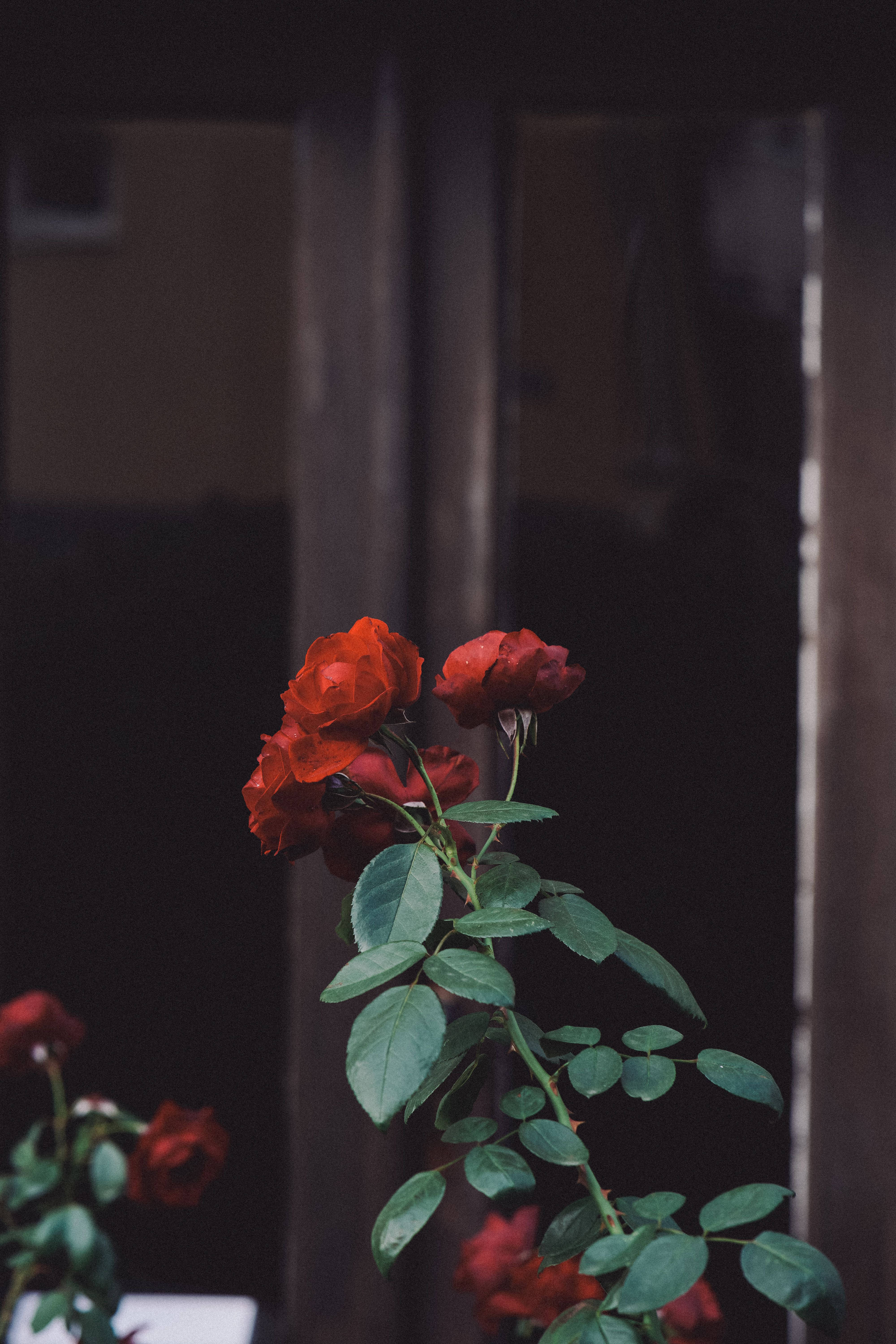 Elegant Red Roses in Front of Dark Wooden Door · Free Stock Photo