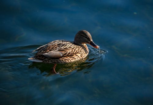 Free A female mallard duck gracefully gliding on a serene lake in Beijing, China. Stock Photo
