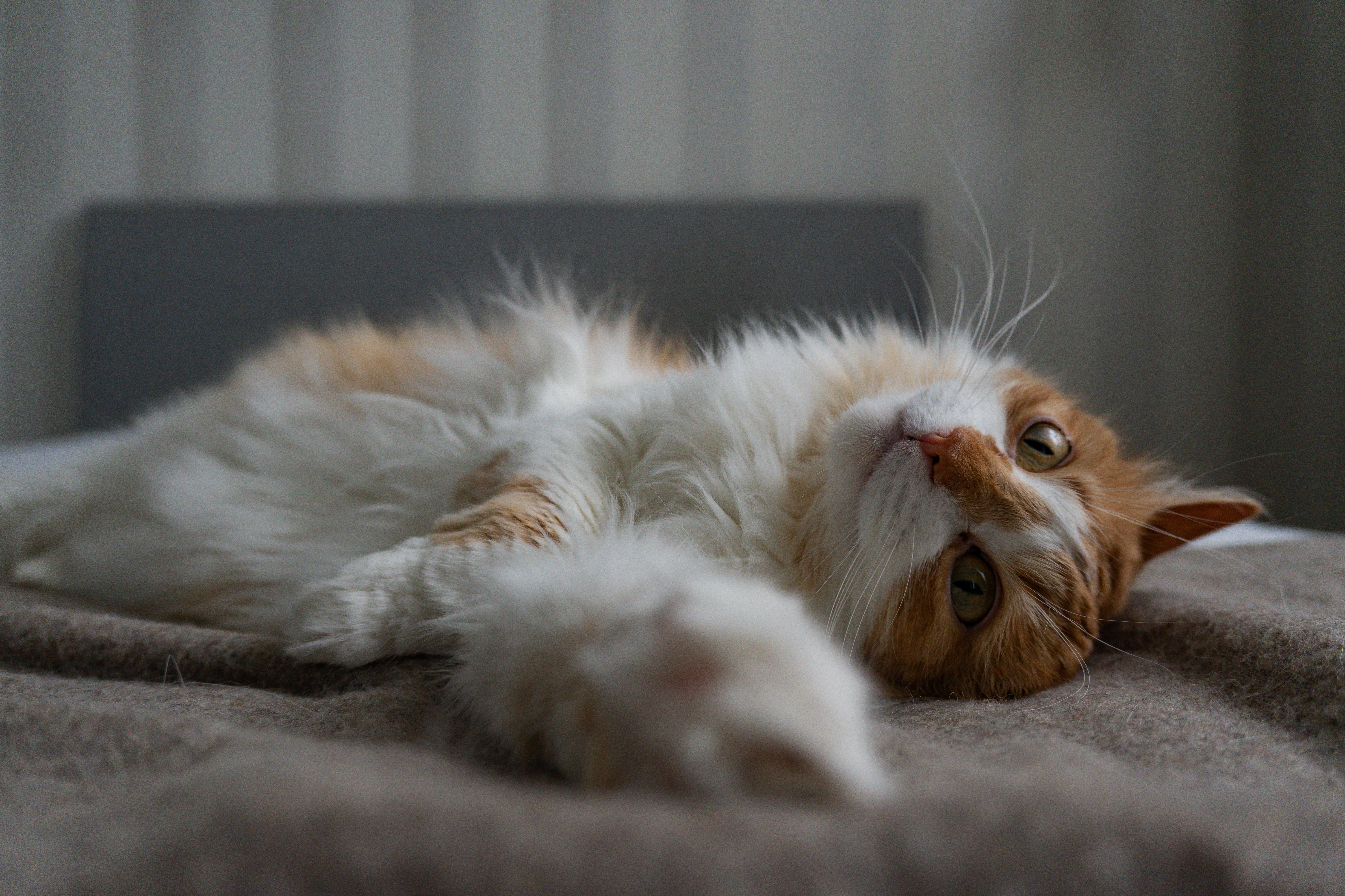 images of cats to colour – Image 2