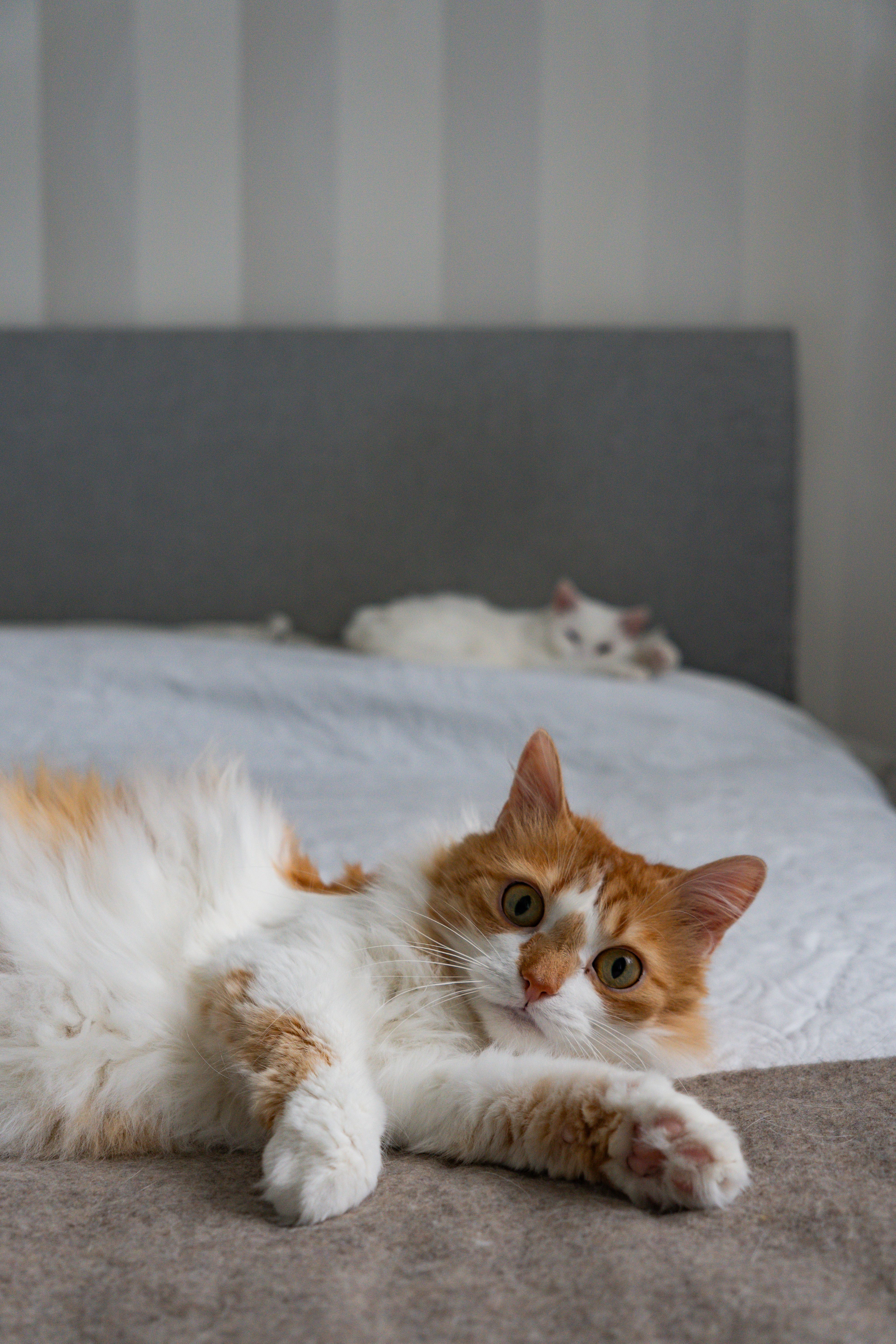 COLOR PICTURES OF CATS