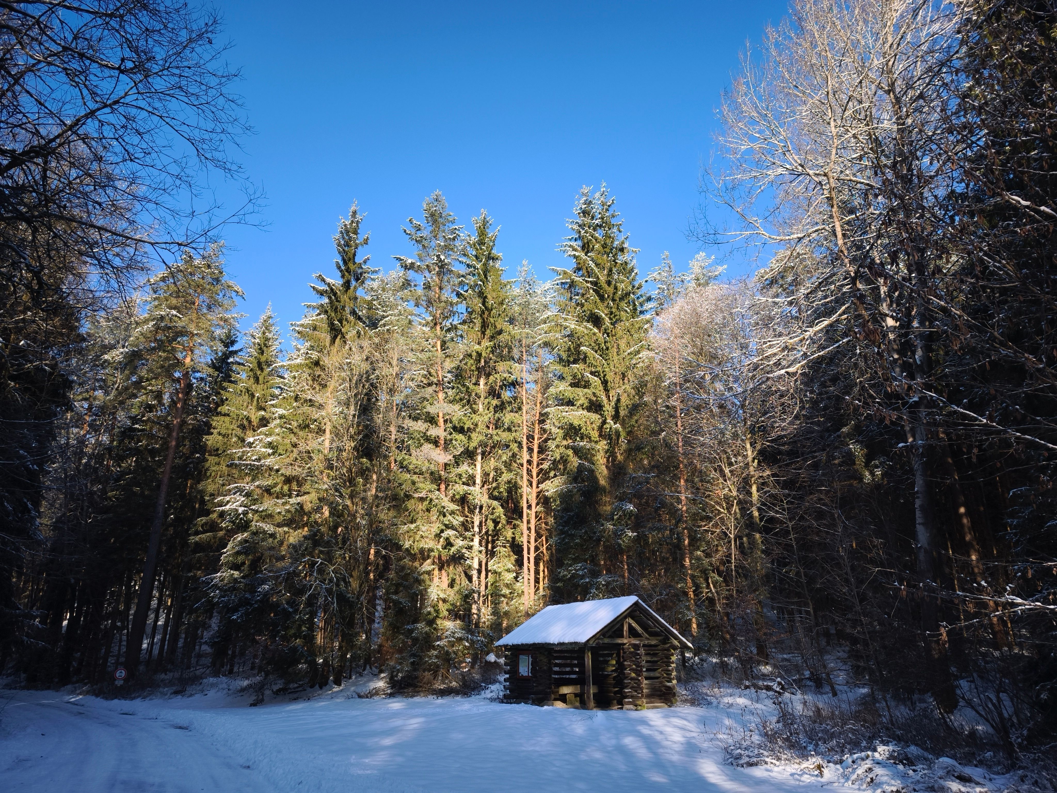 A tranquil snowy cabin surrounded by tall pines under a clear blue sky.