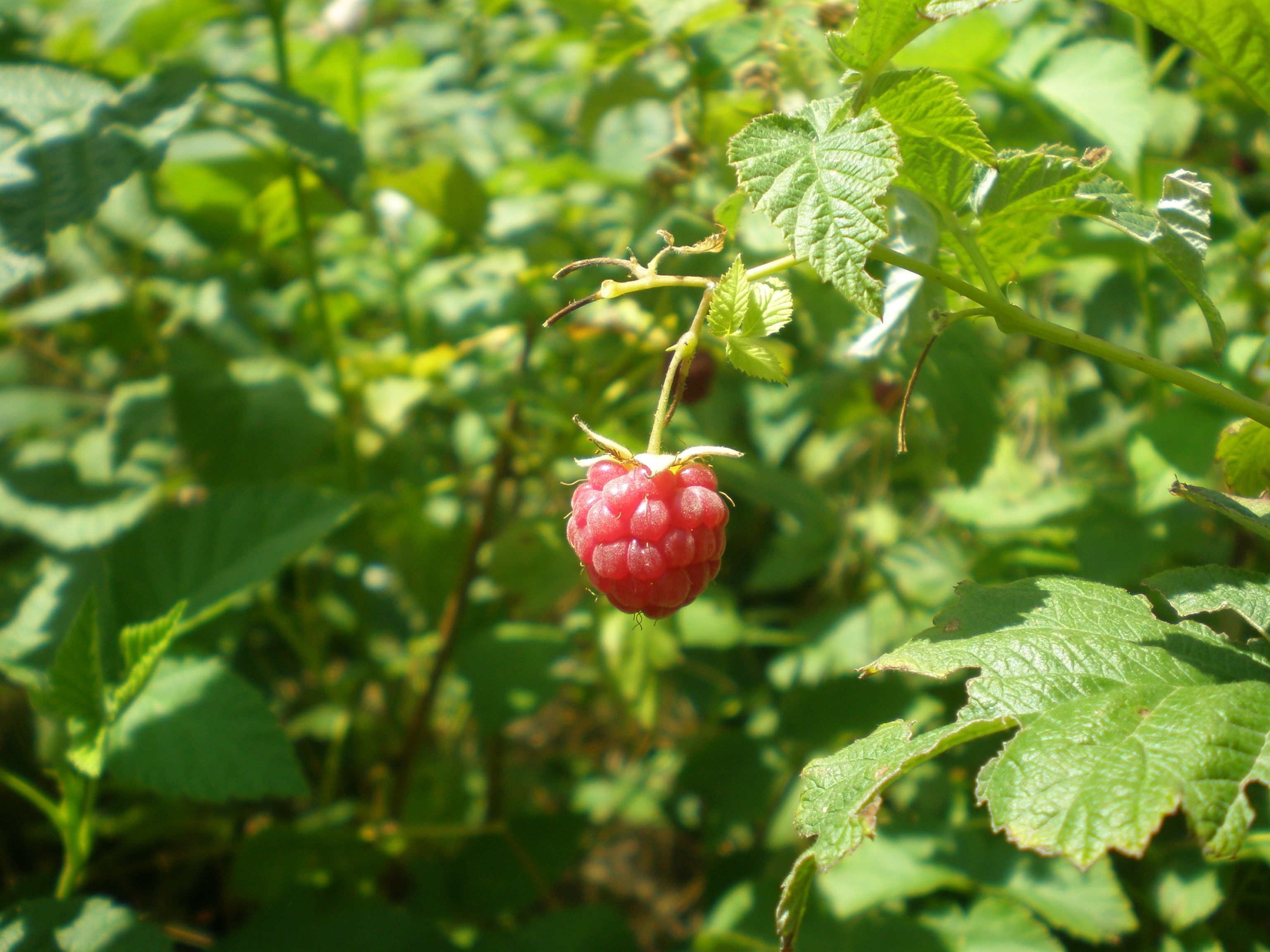 What Is a Loganberry? Fully Explained | British Berries