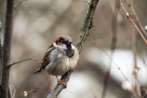 Free Close-up of a house sparrow perched on a branch in winter, Stockholms län, Sweden. Stock Photo
