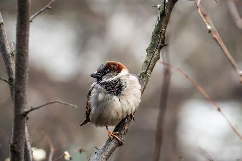 Free Close-up of a house sparrow perched on a branch in winter, showcasing muted tones. Stock Photo