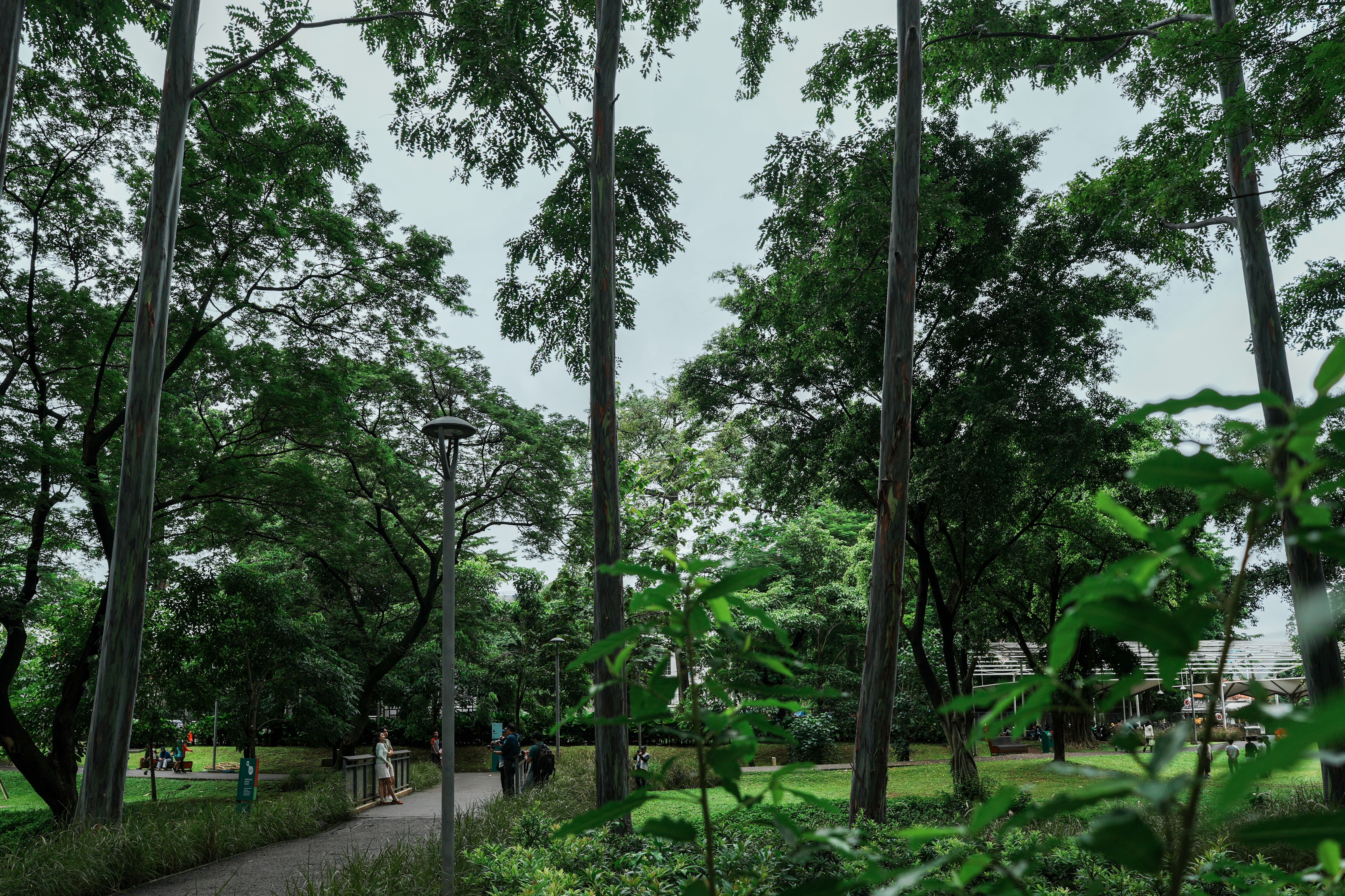 Lush Green Park with Walking Path and Tall Trees · Free Stock Photo