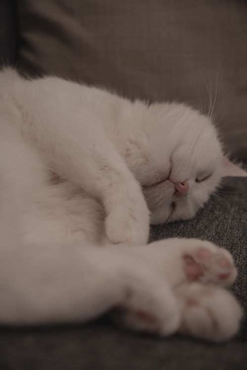 Free A serene white cat enjoys a peaceful nap on a soft couch in a cozy home setting. Stock Photo