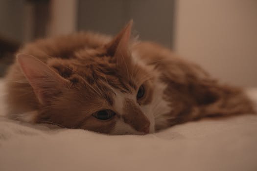 Un gatto rosso riposa pacificamente in casa, mostrando un umore calmo e rilassato in un ambiente caldo e accogliente.
