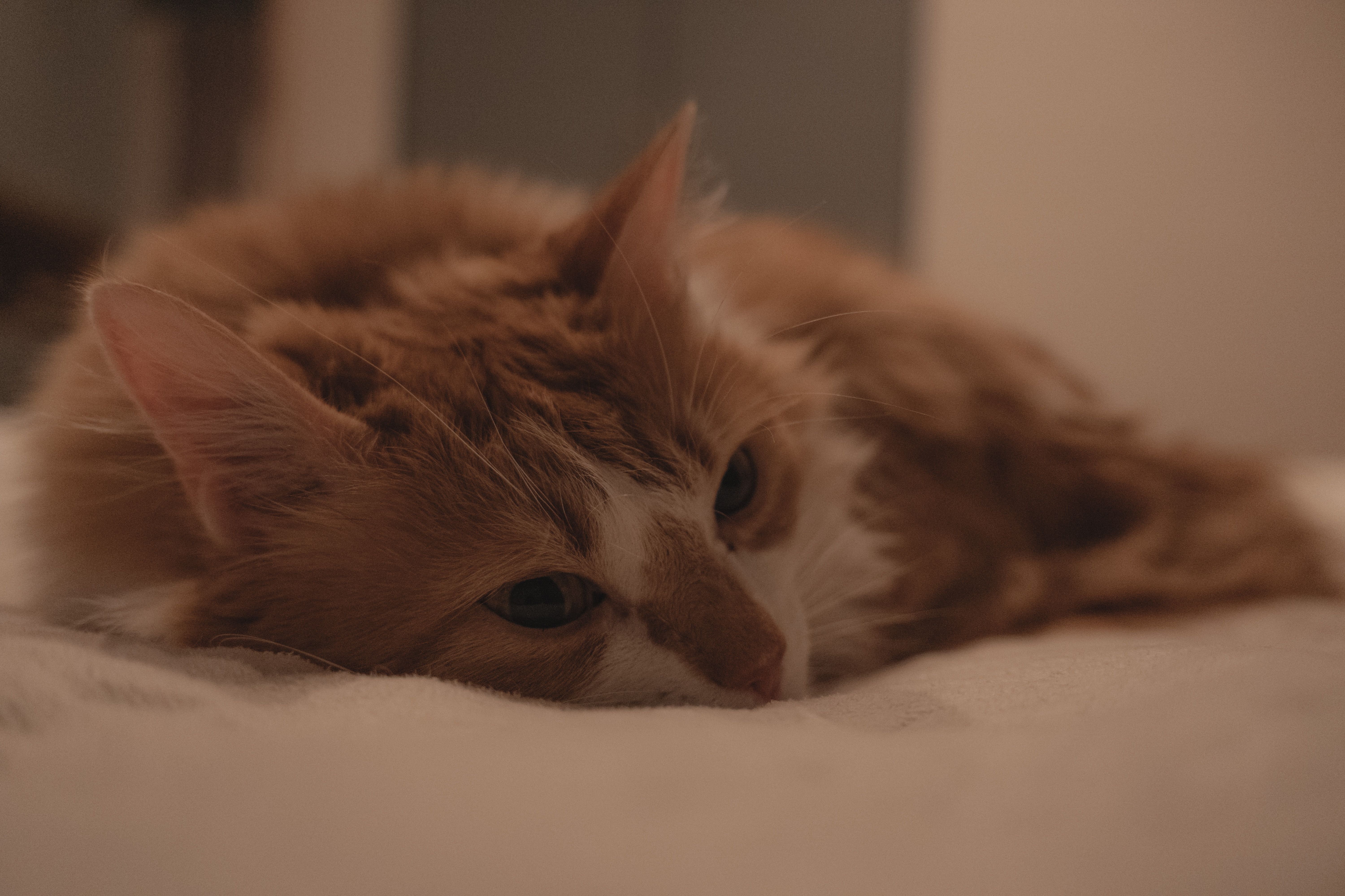 Cozy Ginger Cat Relaxing Indoors on a Soft Surface · Free Stock Photo