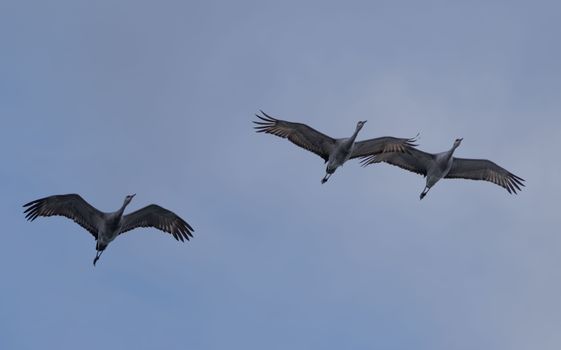 Three Sandhill Cranes soaring gracefully against a clear blue sky, depicting serene flight.