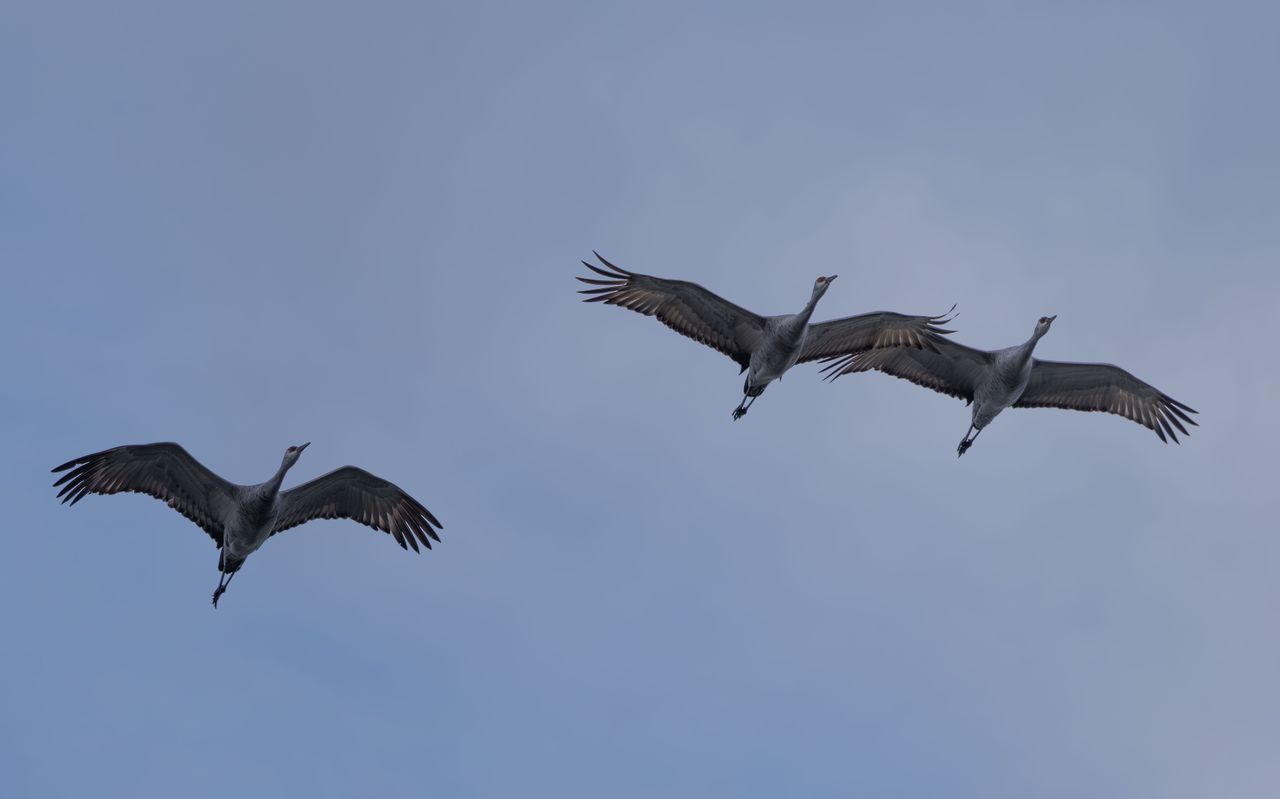 three sandhill cranes soaring gracefully against a clear blue sky depi