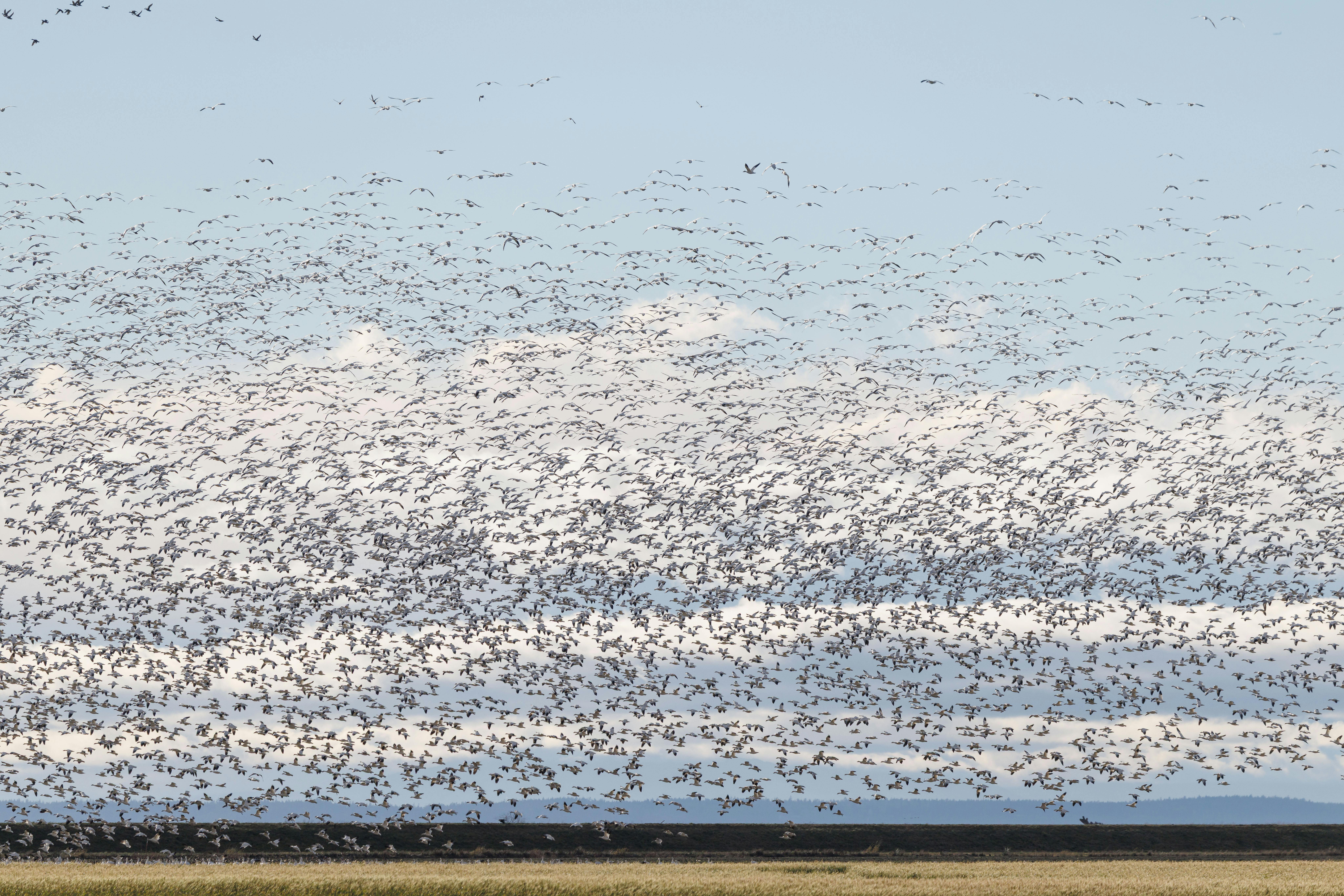 Mass Spider Migration — UK Autumn