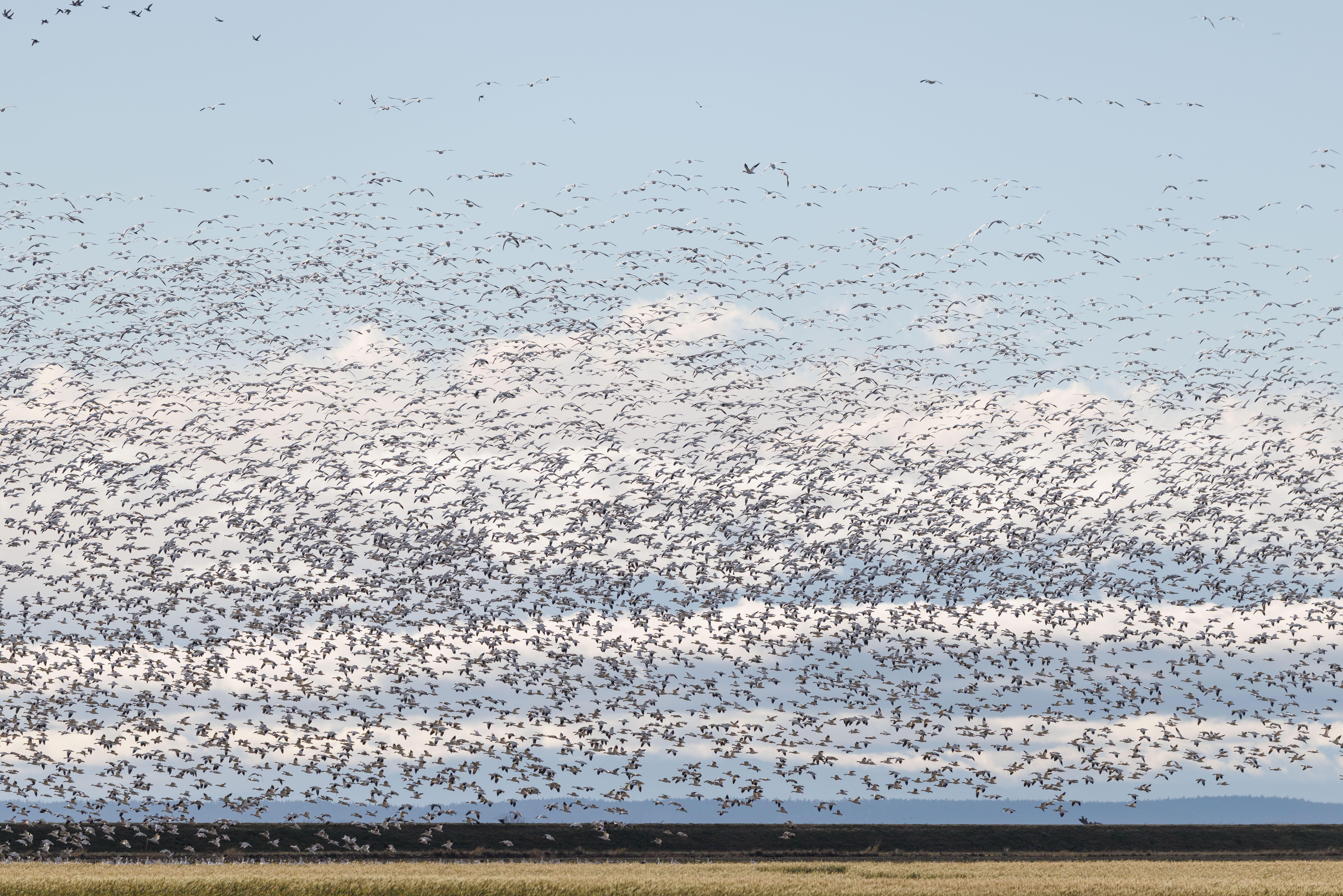 Massive Flock of Snow Geese in Flight · Free Stock Photo