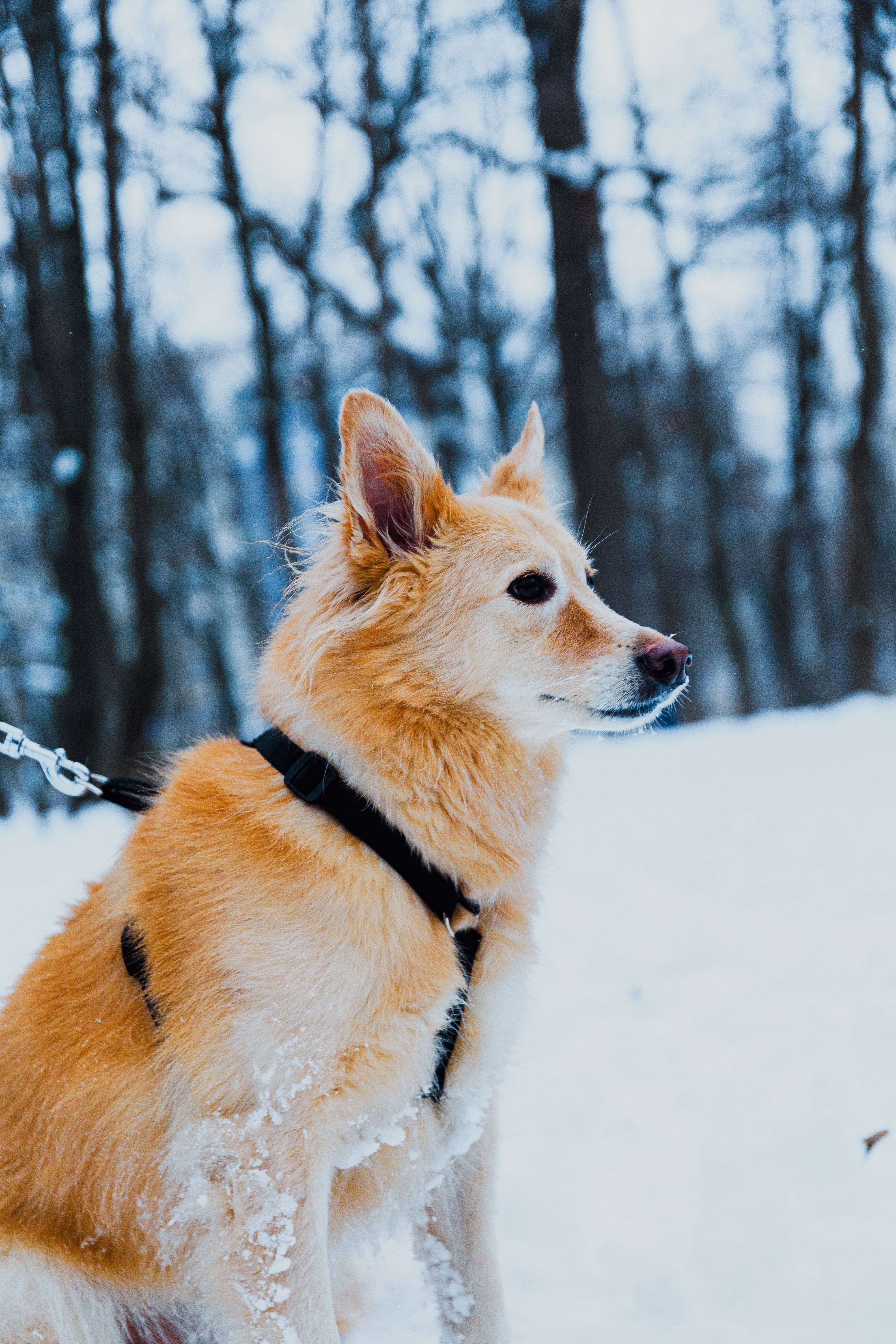 German Shepherd Golden Retriever Mix