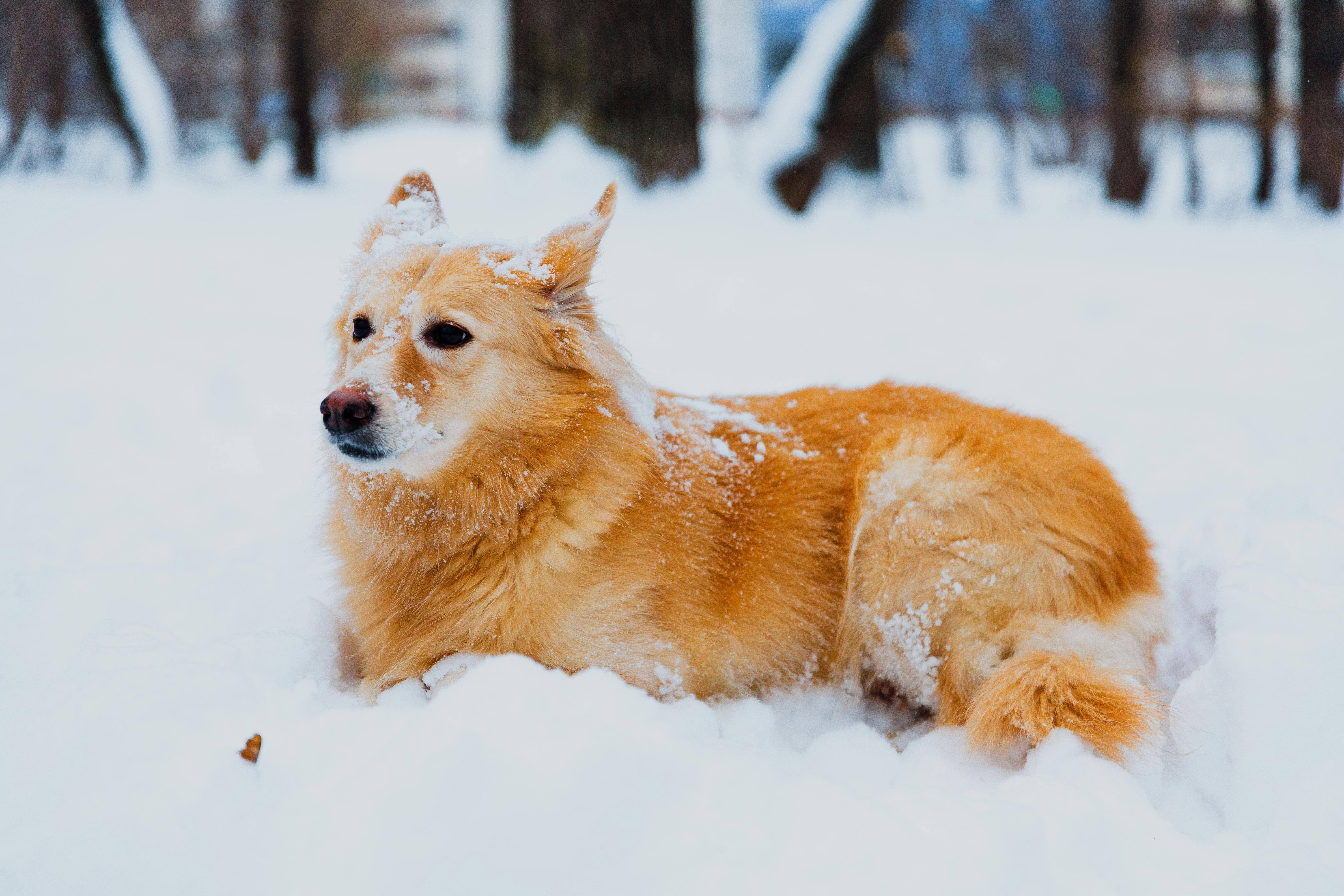 Abbigliamento autunno-inverno per cani: 5 consigli utili